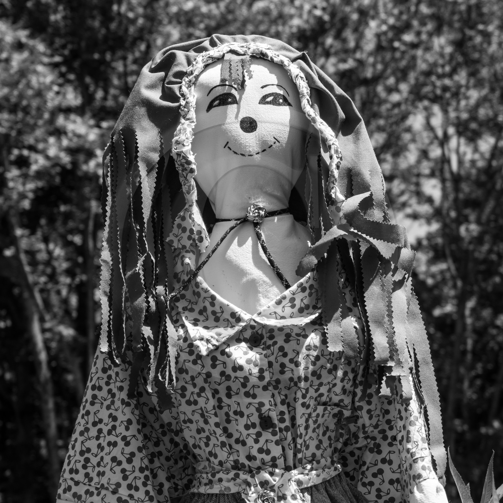 07 juin 2017 - Plantation - Haie - Réunion