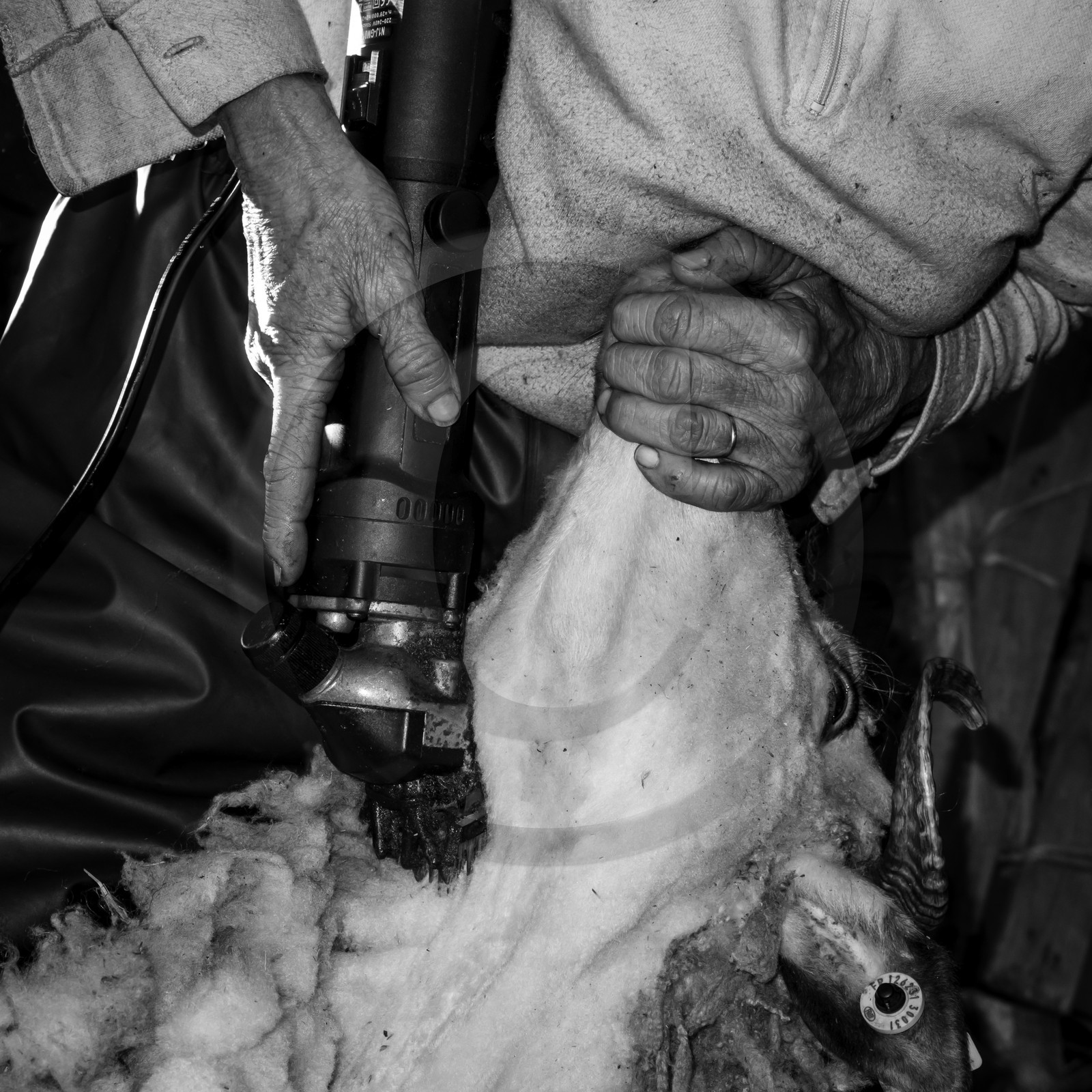 La tonte des moutons