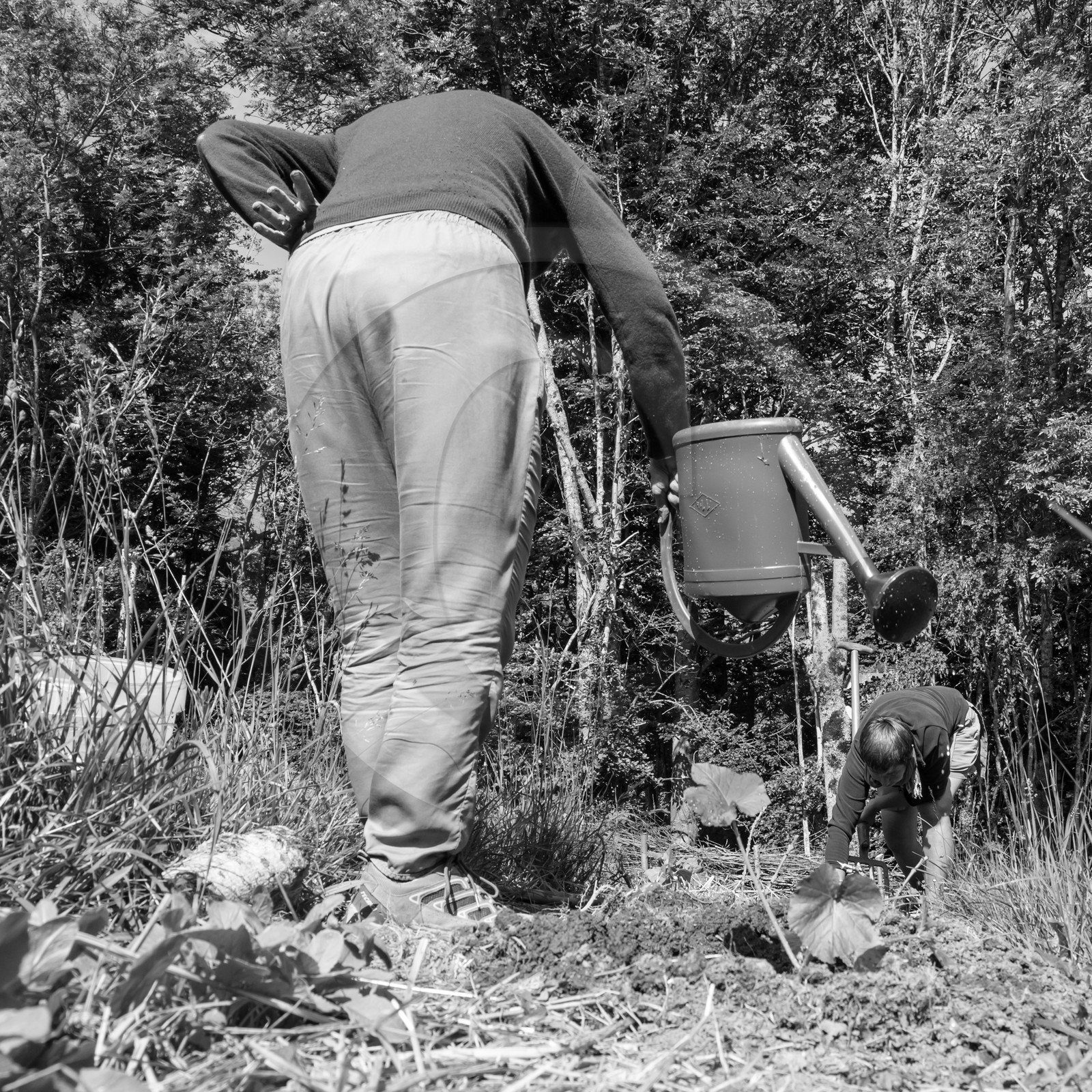 07 juin 2017 - Plantation - Haie - Réunion