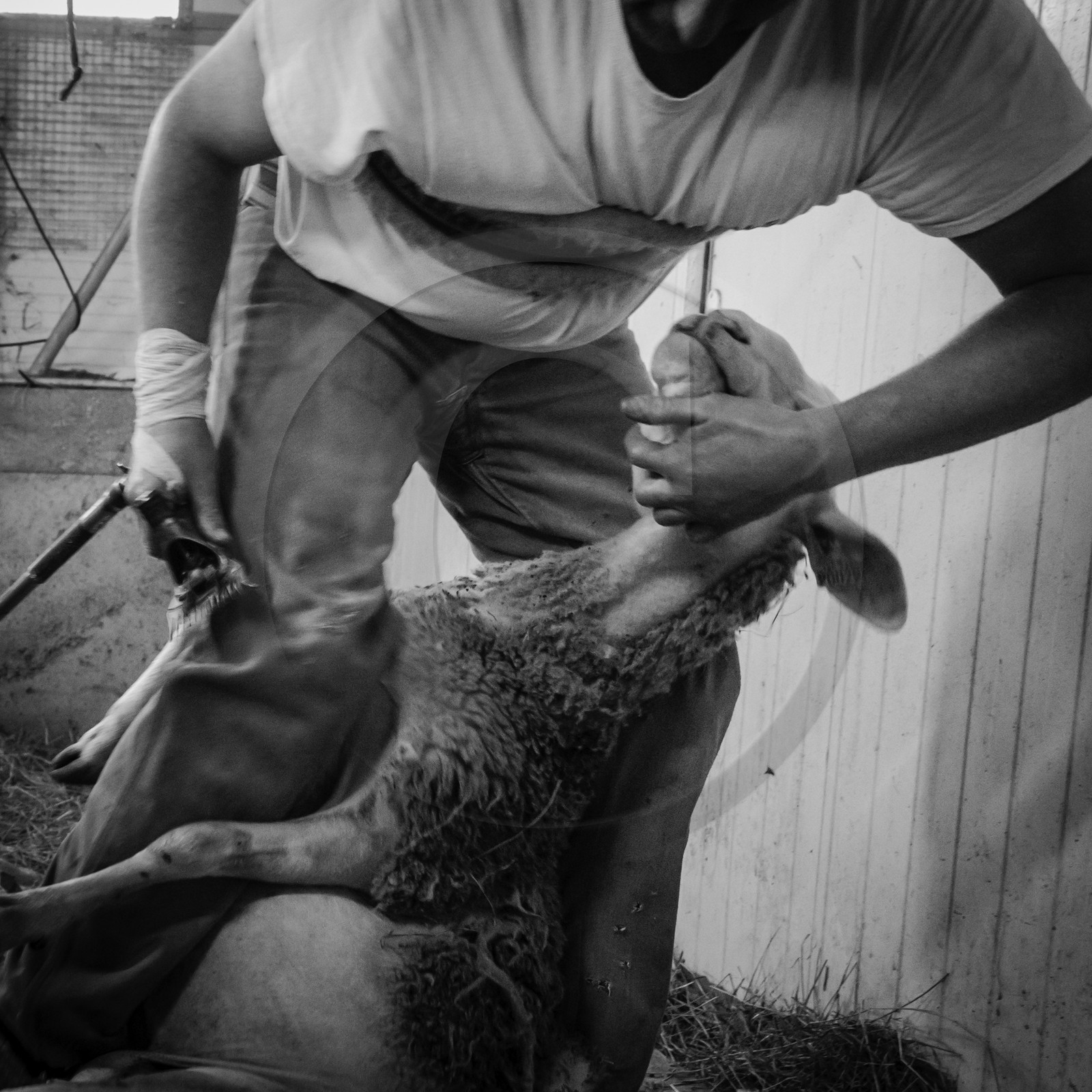 La tonte des brebis