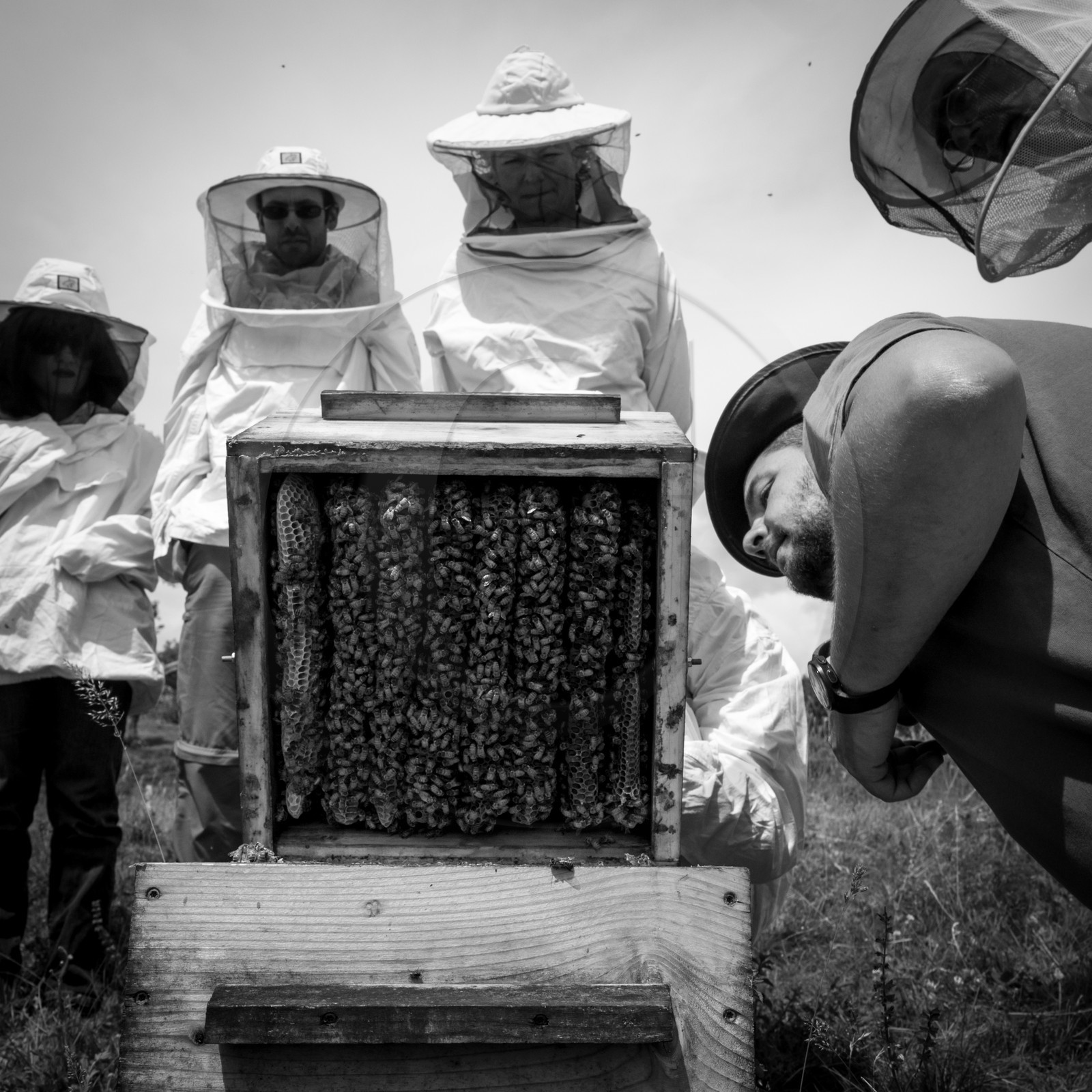 Visite au Rucher des Noisetiers