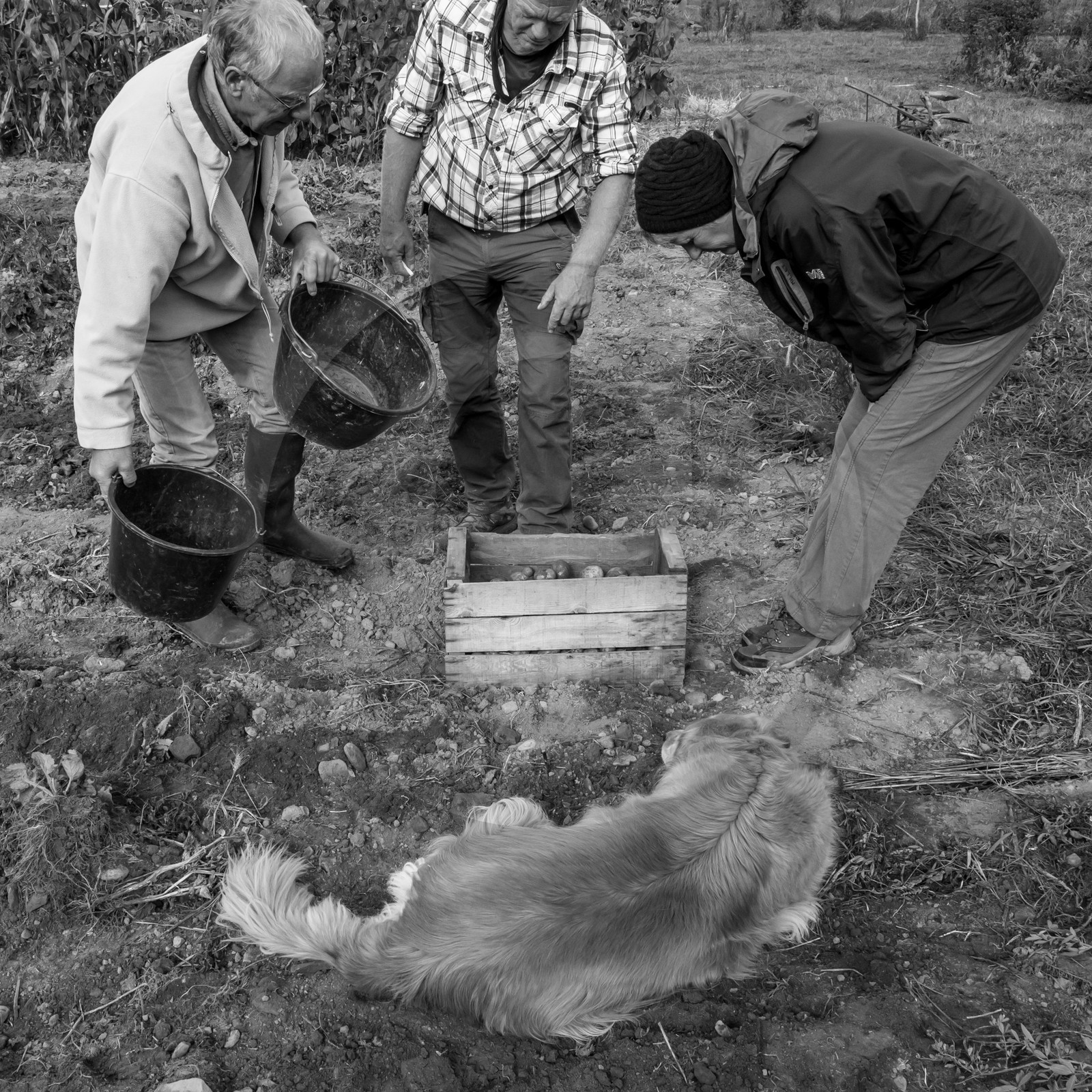 La récolte des pommes de terre avec un cheval