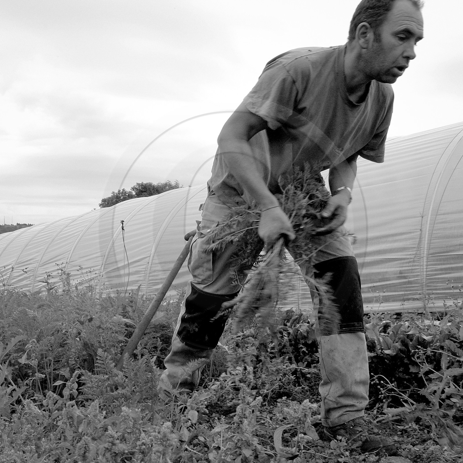 Stéphane Philippe, maraicher à Ancelle