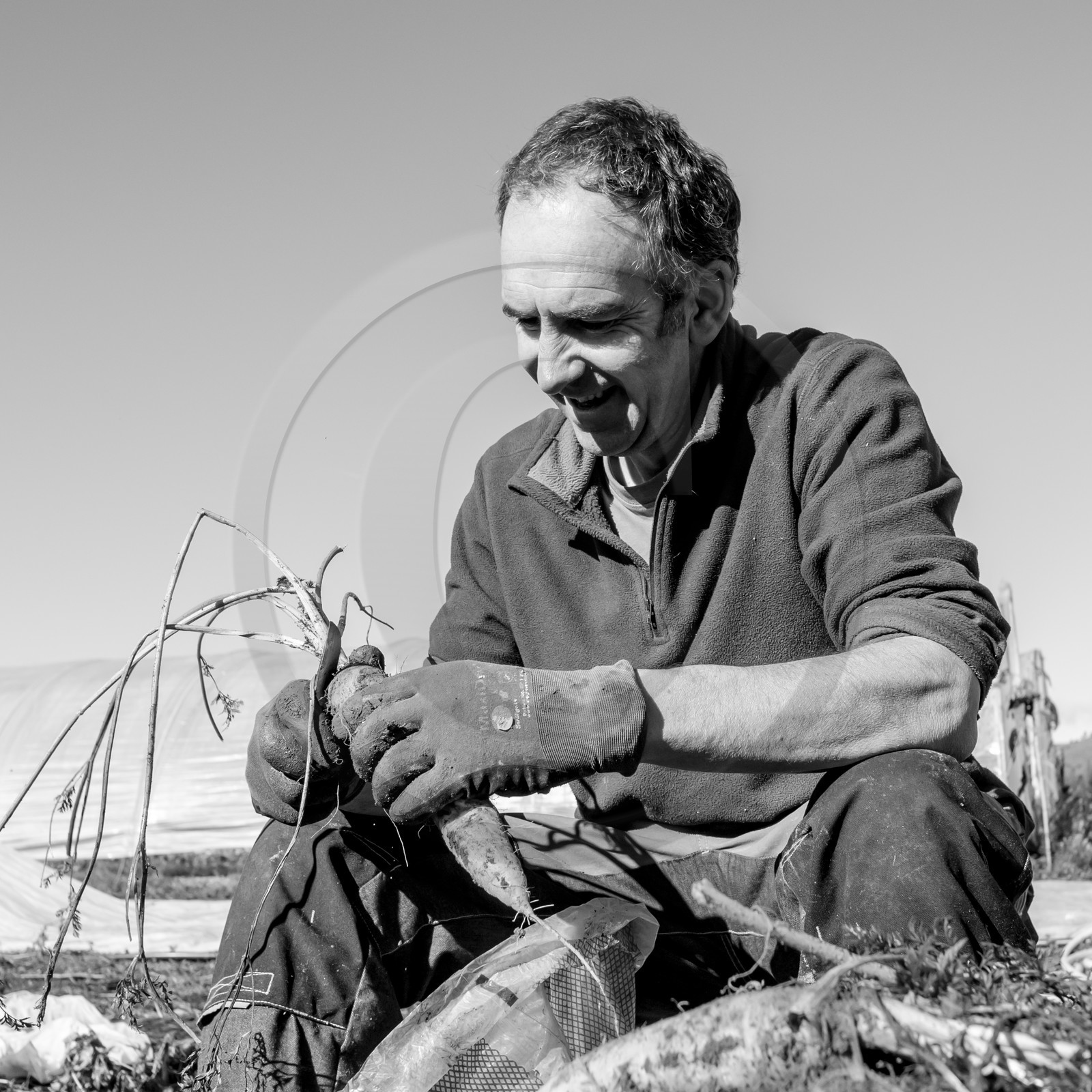 La récolte des carottes