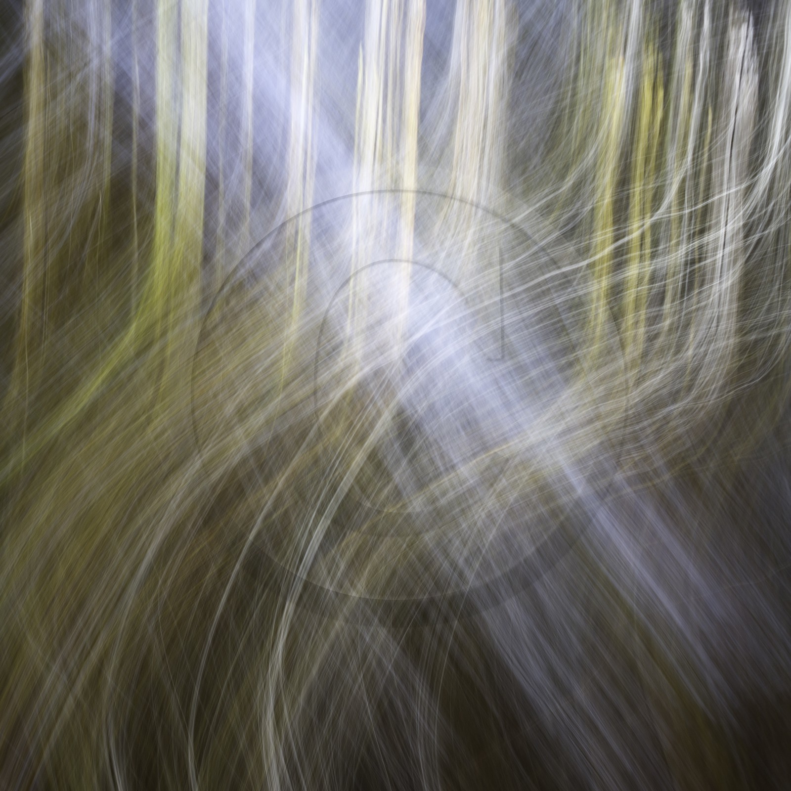 Le Pays des Arbres Flous