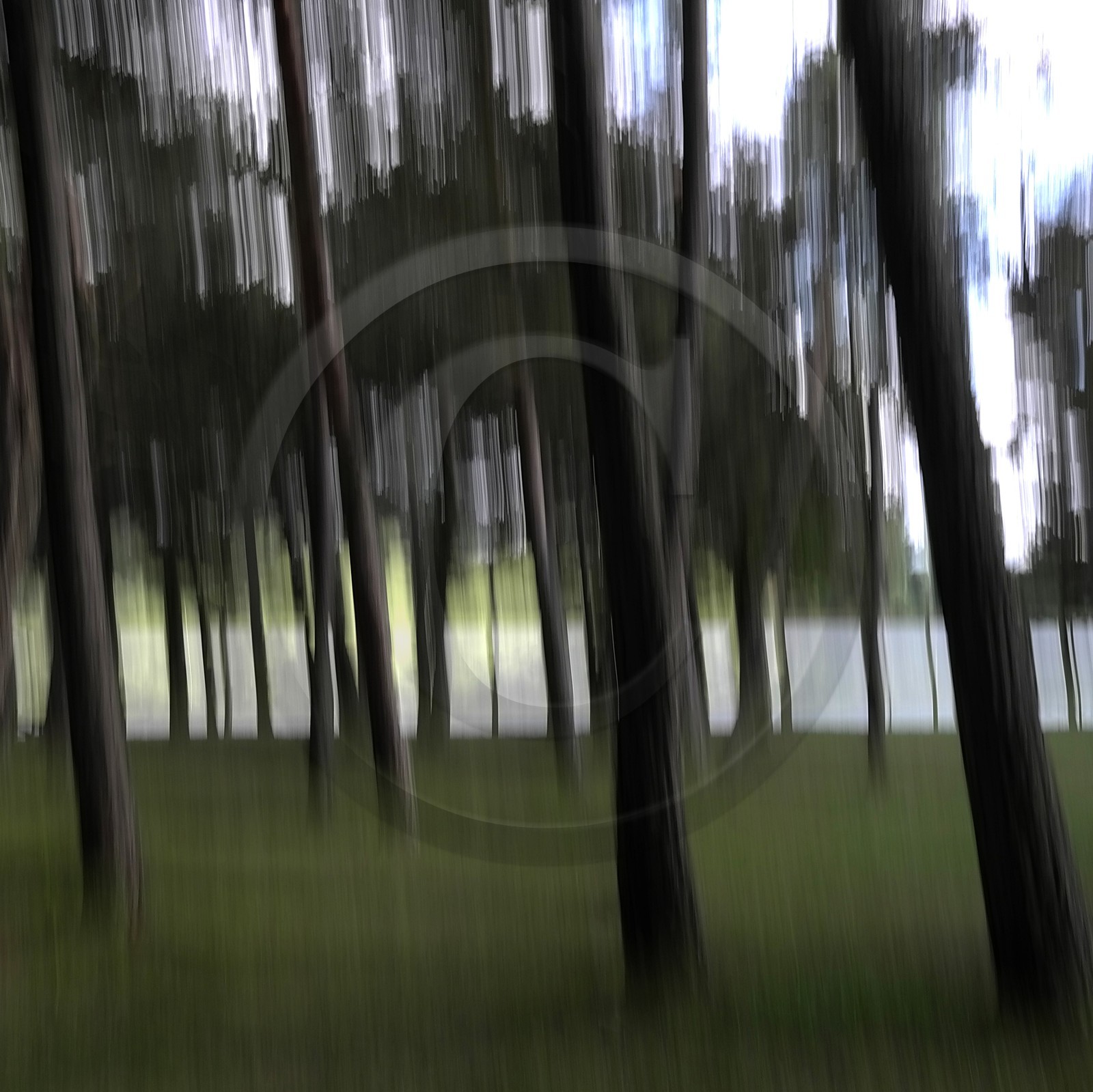 Le Pays des Arbres Flous