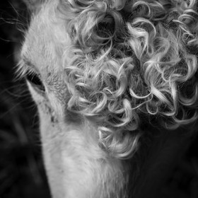 Le mohair arc en ciel