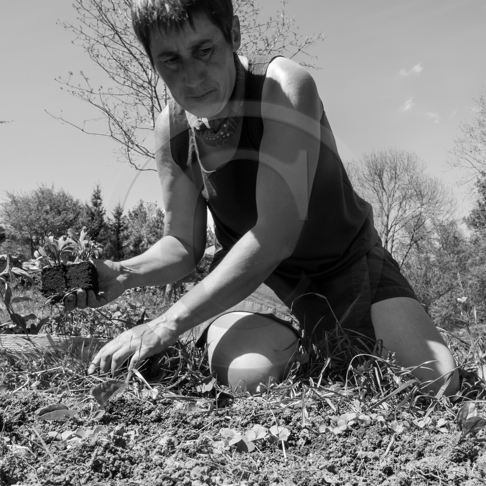 31 mai 2017 - Jardinage