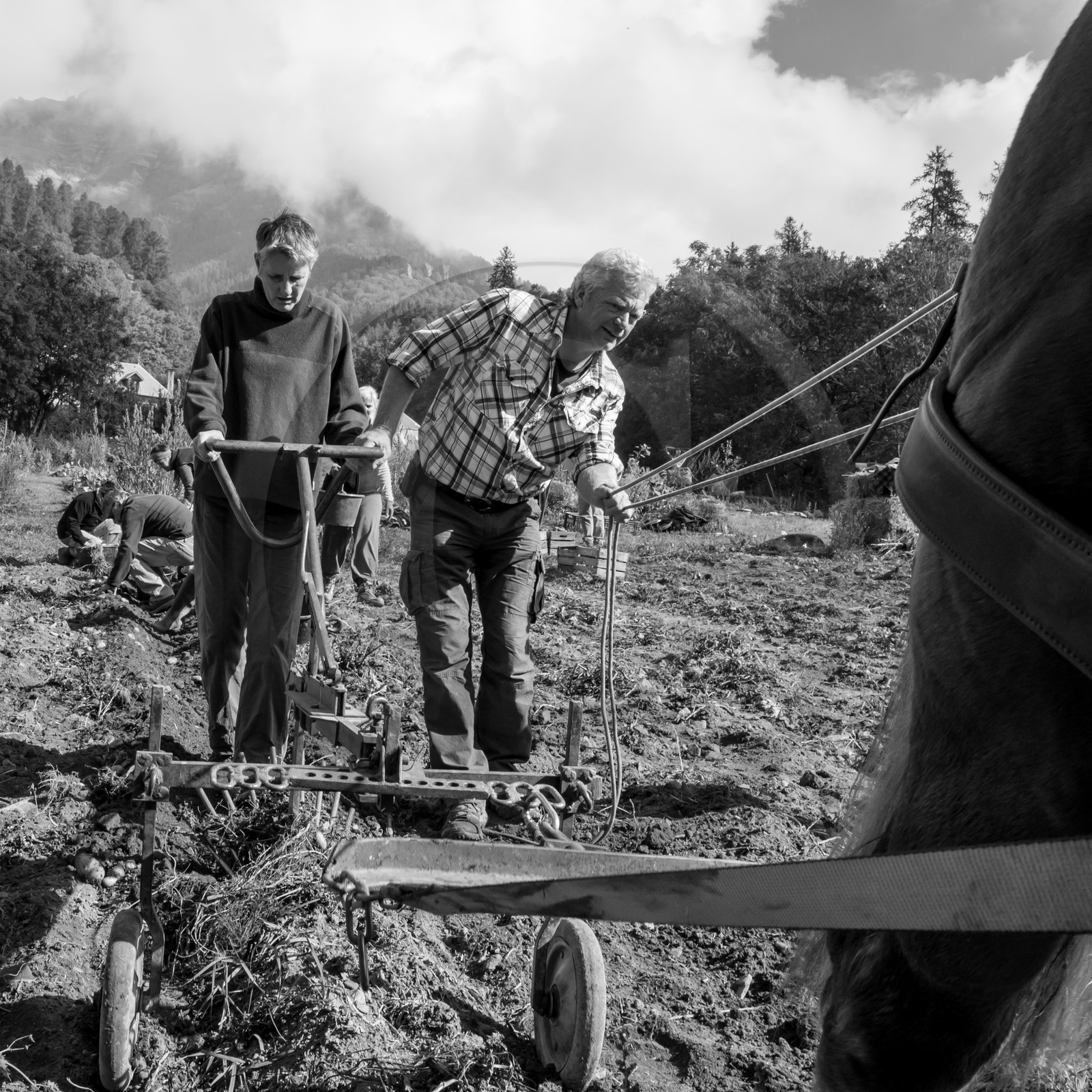 La récolte des pommes de terre avec un cheval