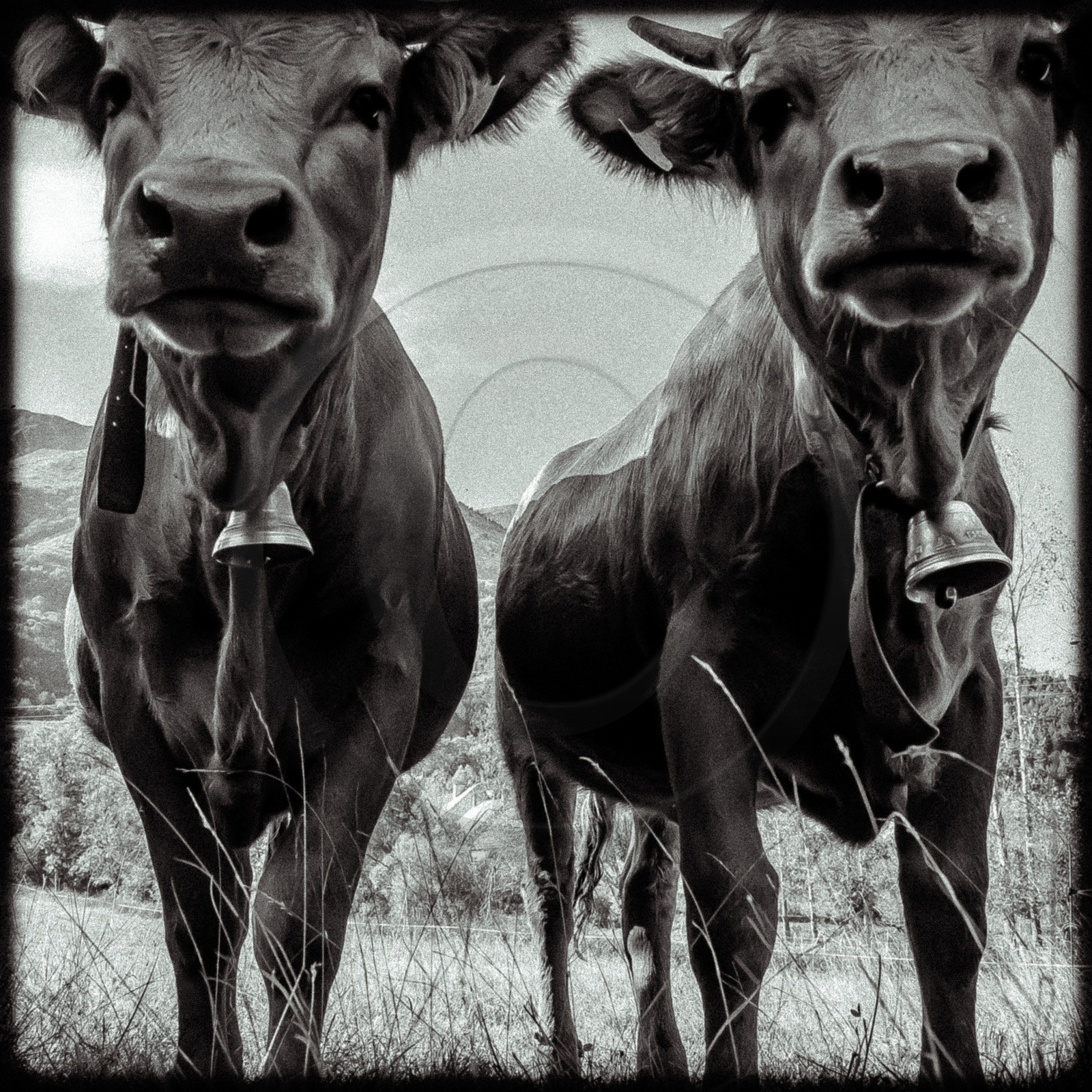 Portraits des animaux de la ferme