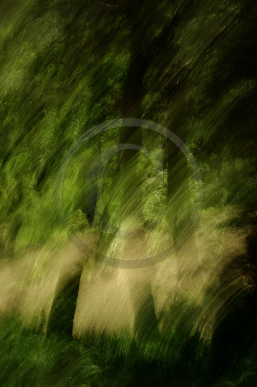 Le Pays des Arbres Flous