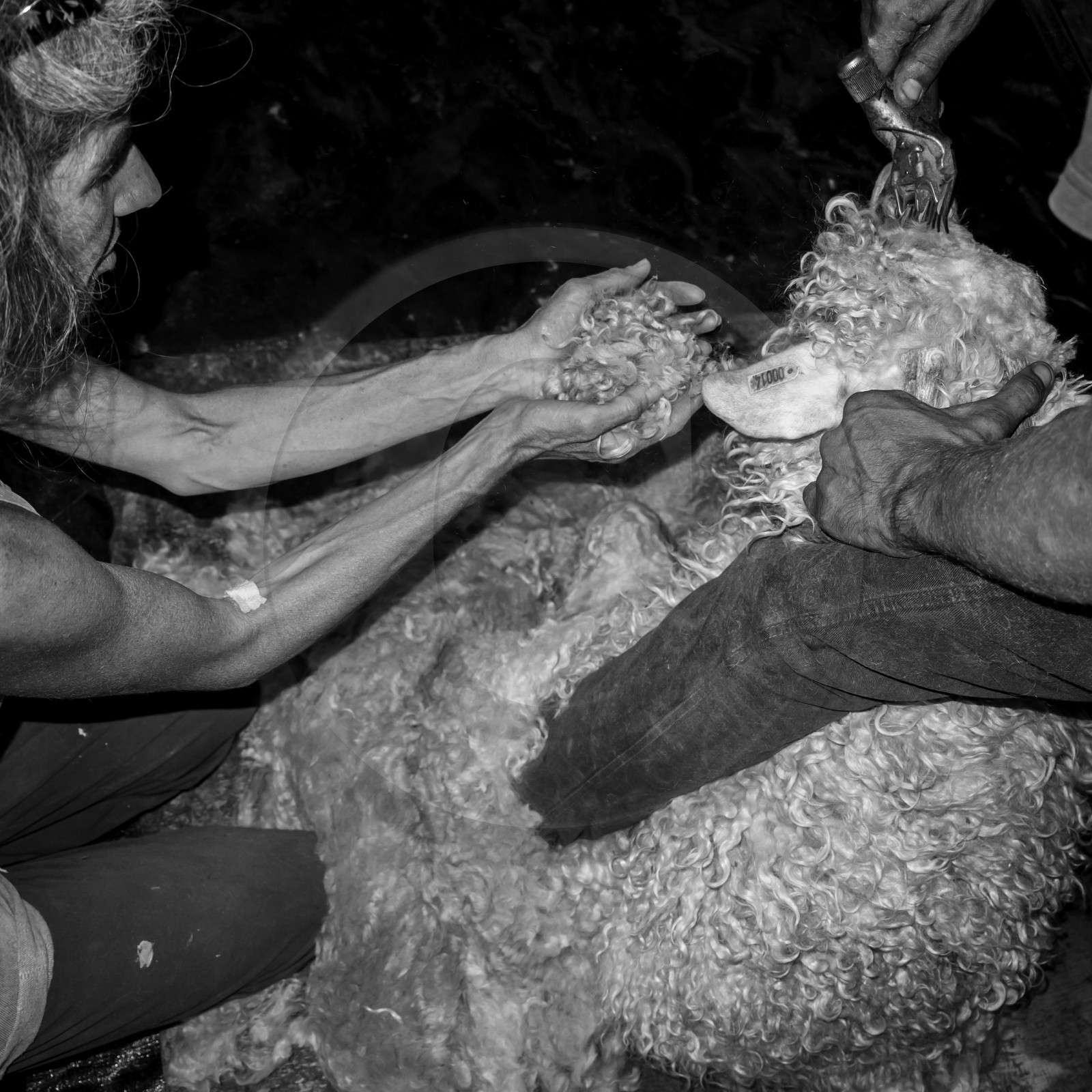 Le mohair arc en ciel