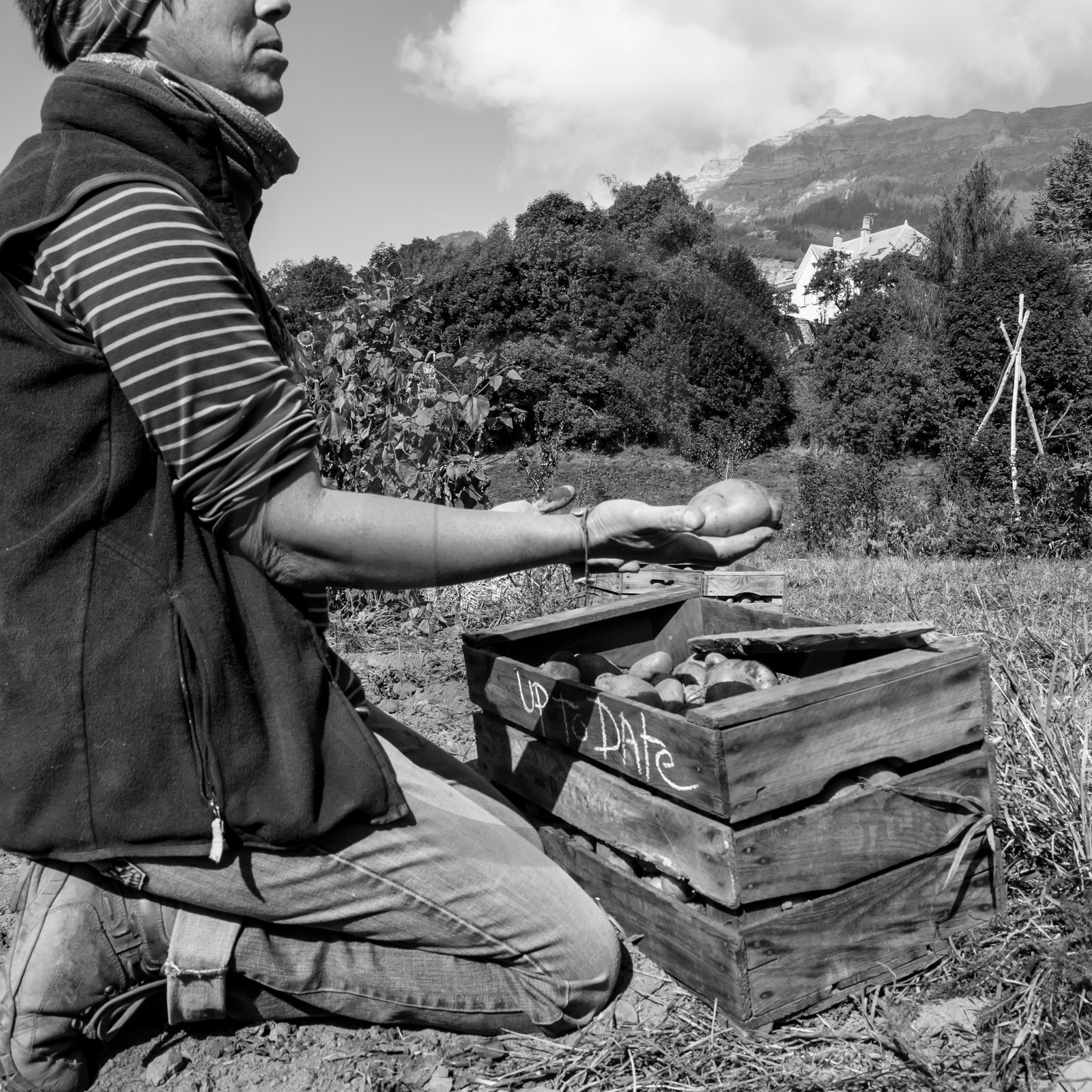 La récolte des pommes de terre avec un cheval