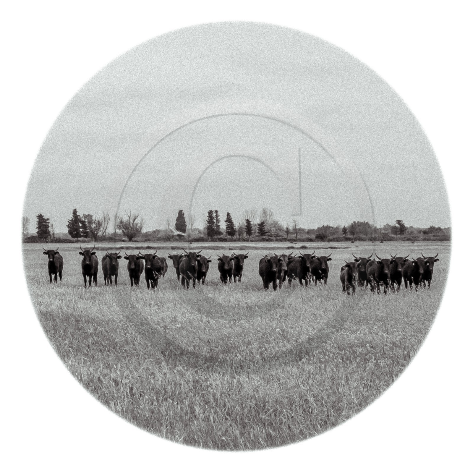 Les instants Camargue