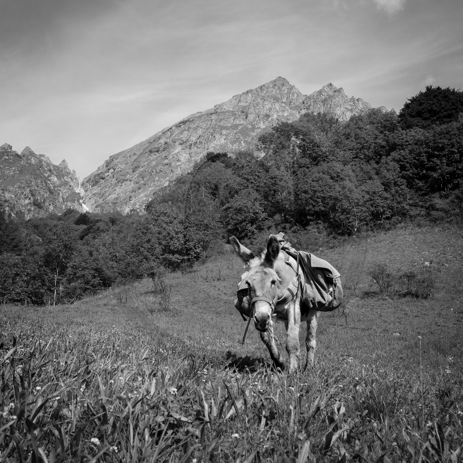 Portage avec des ânes