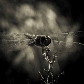 Portrait de libellule