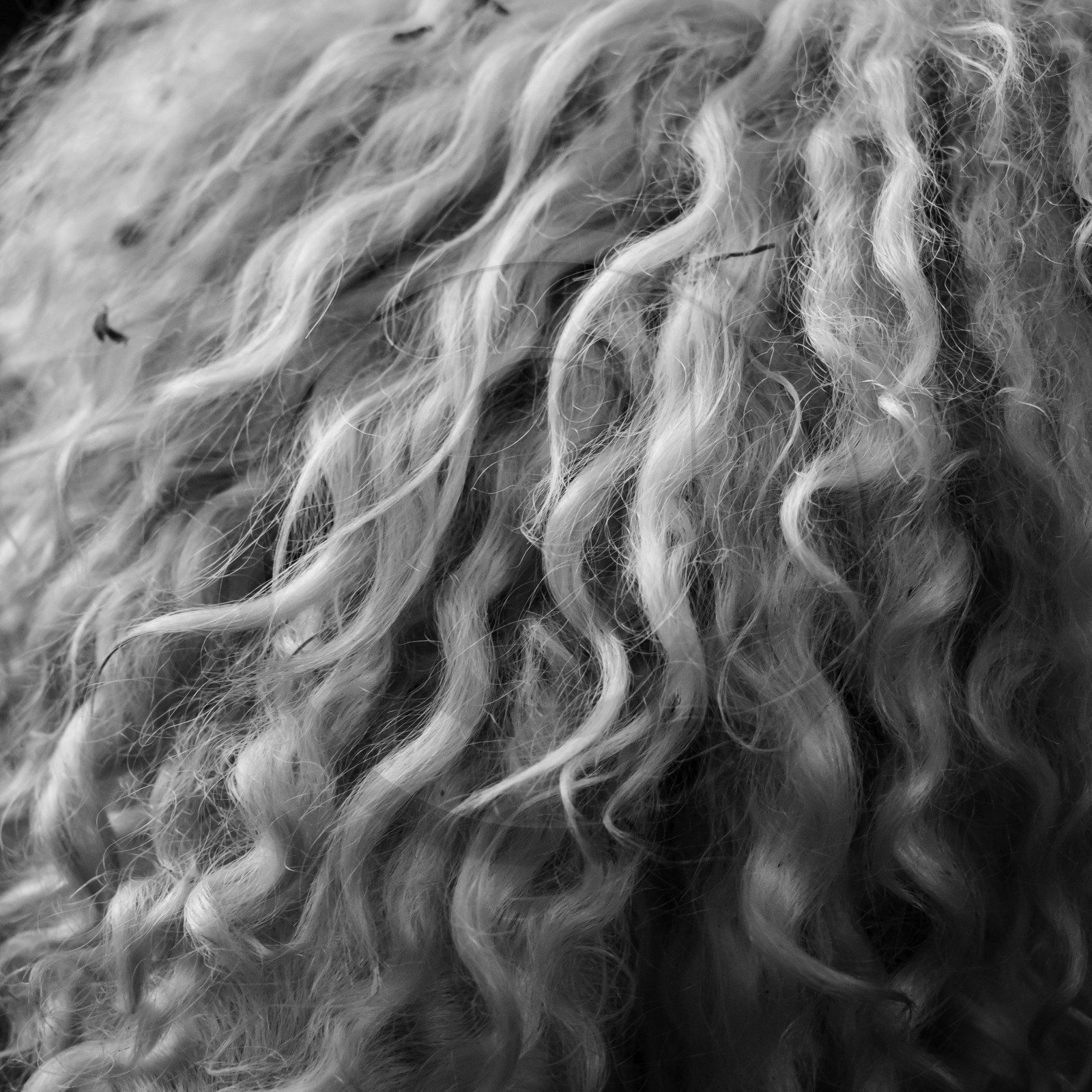 Le mohair arc en ciel