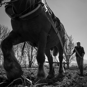 Labour avec un cheval