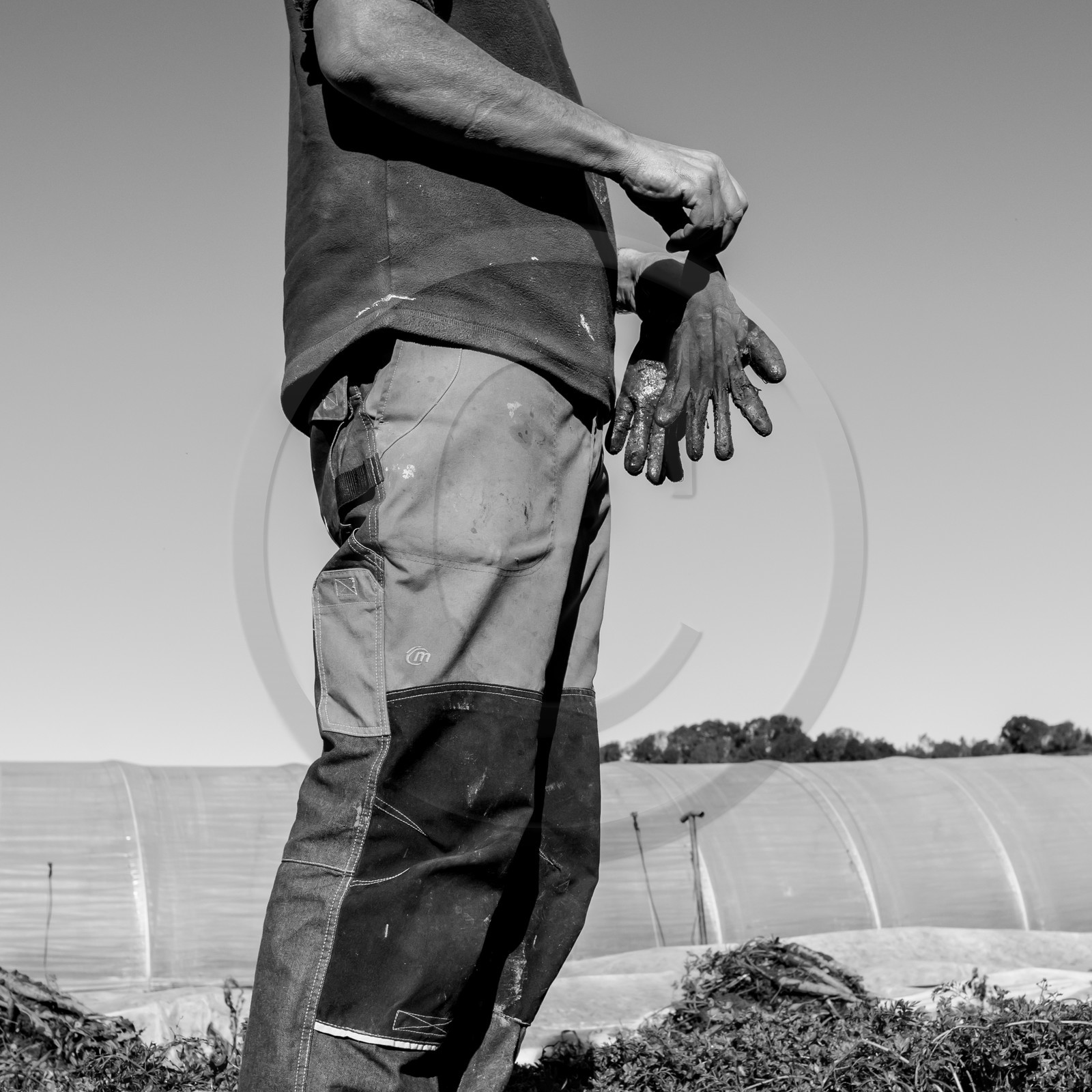 La récolte des carottes