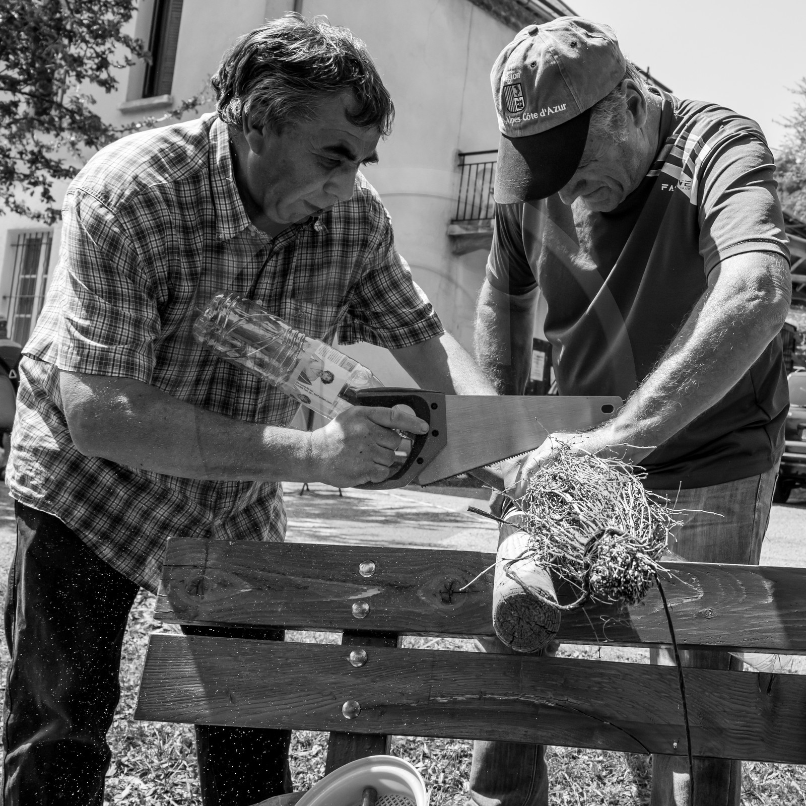 21 juin 2017 - Installation des épouvantails