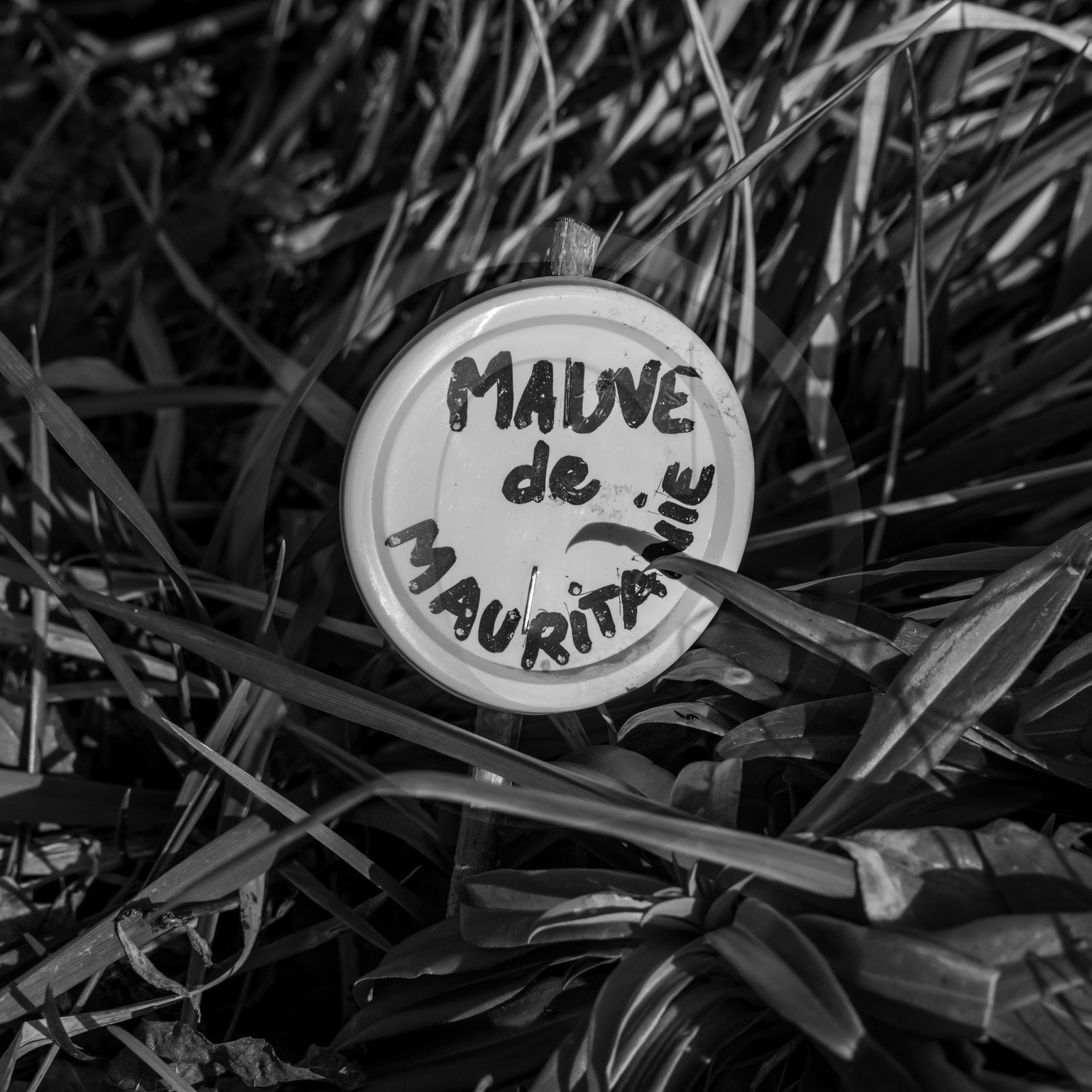 24 février 2021 : on taille, on prépare le jardin...