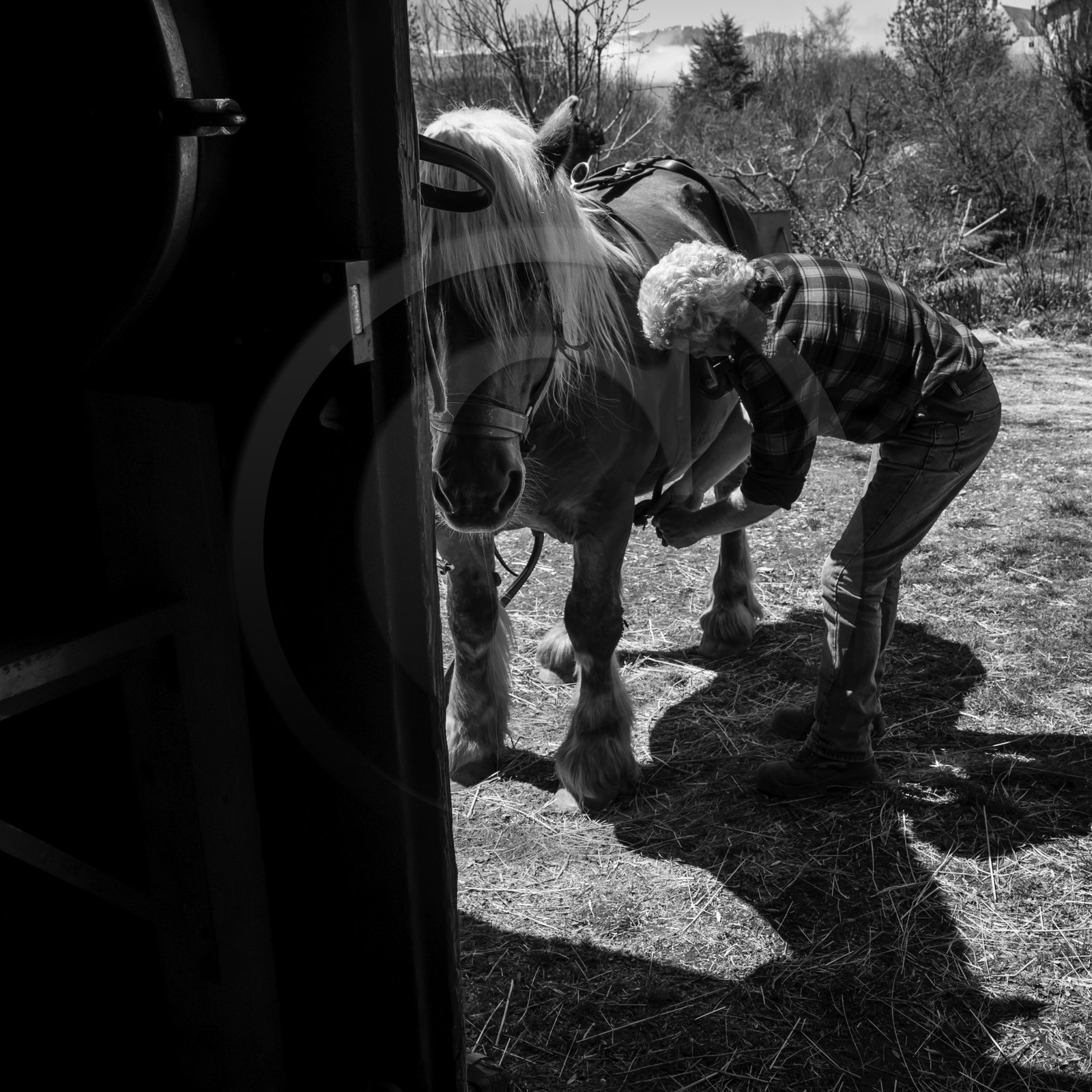 Labour avec un cheval