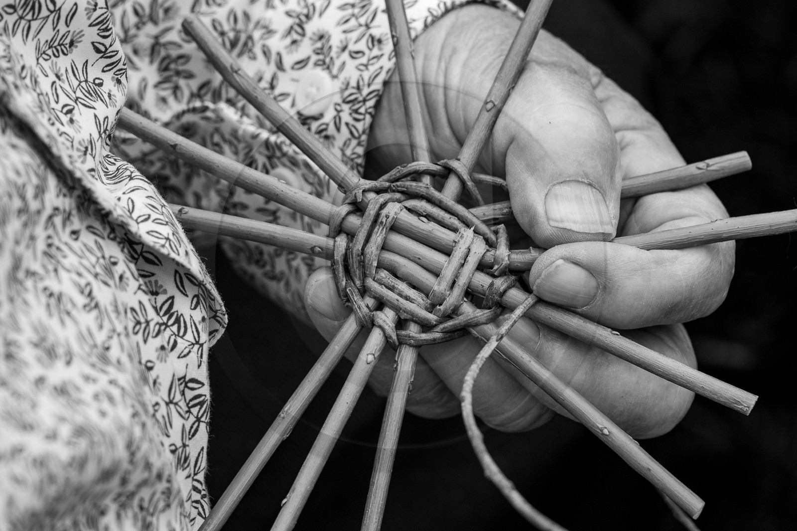 13 septembre 2023 : Osier et HydrOlique