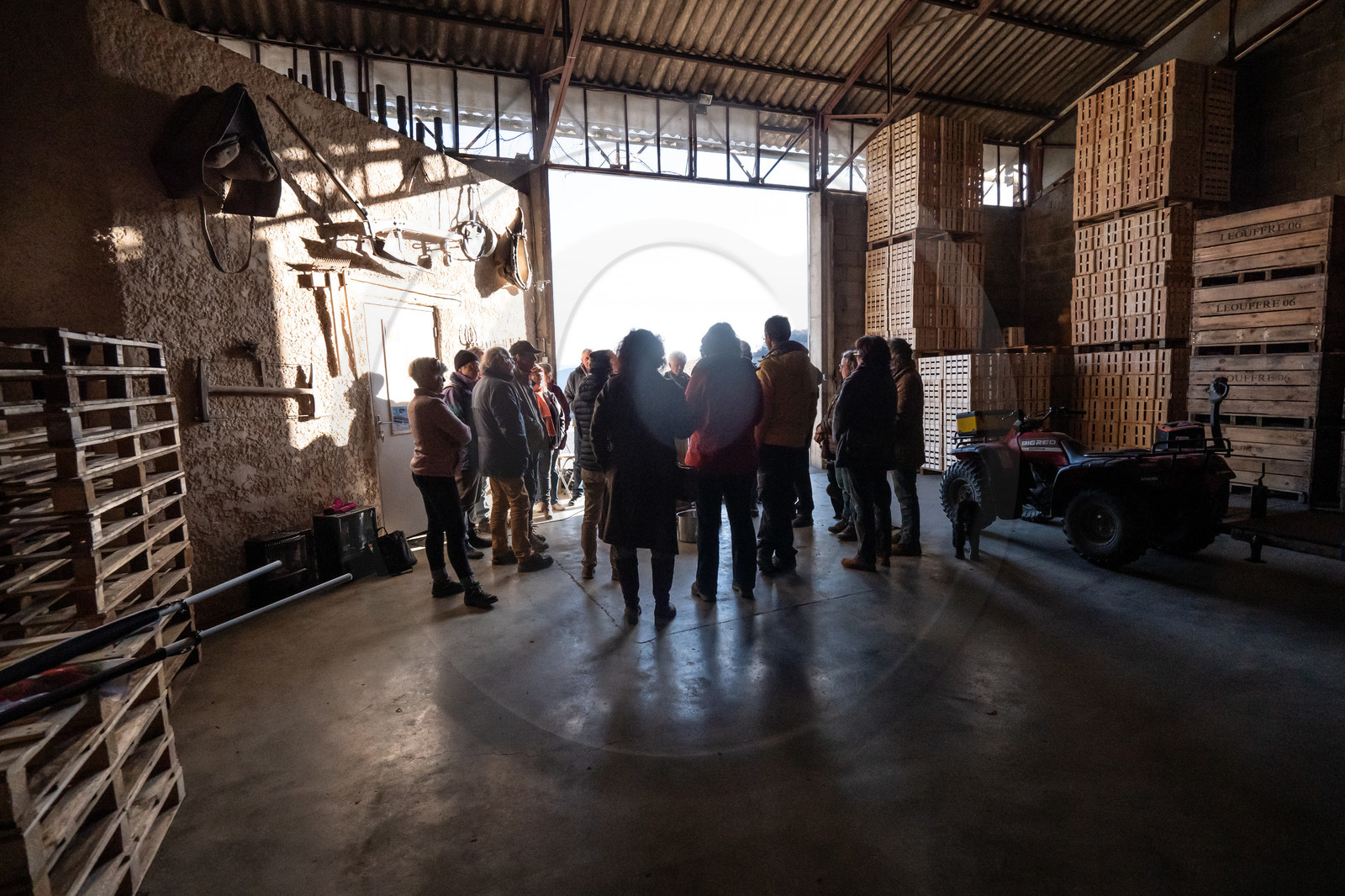 Croqueurs de pommes des Alpes Latines