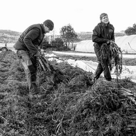 La récolte des carottes