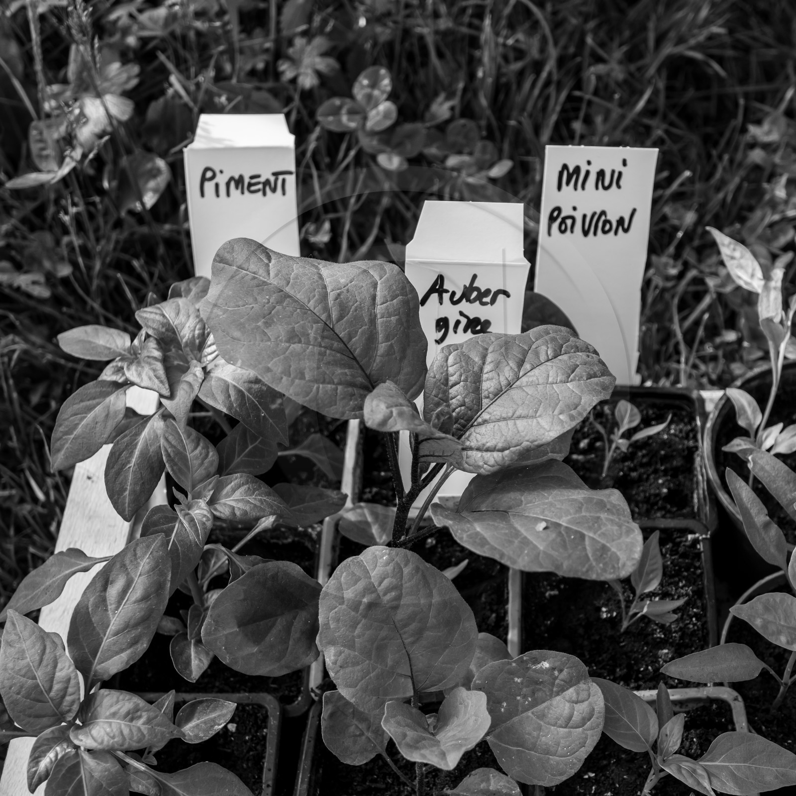 06 juin 2021 : Vide-Jardin et peinture végétale