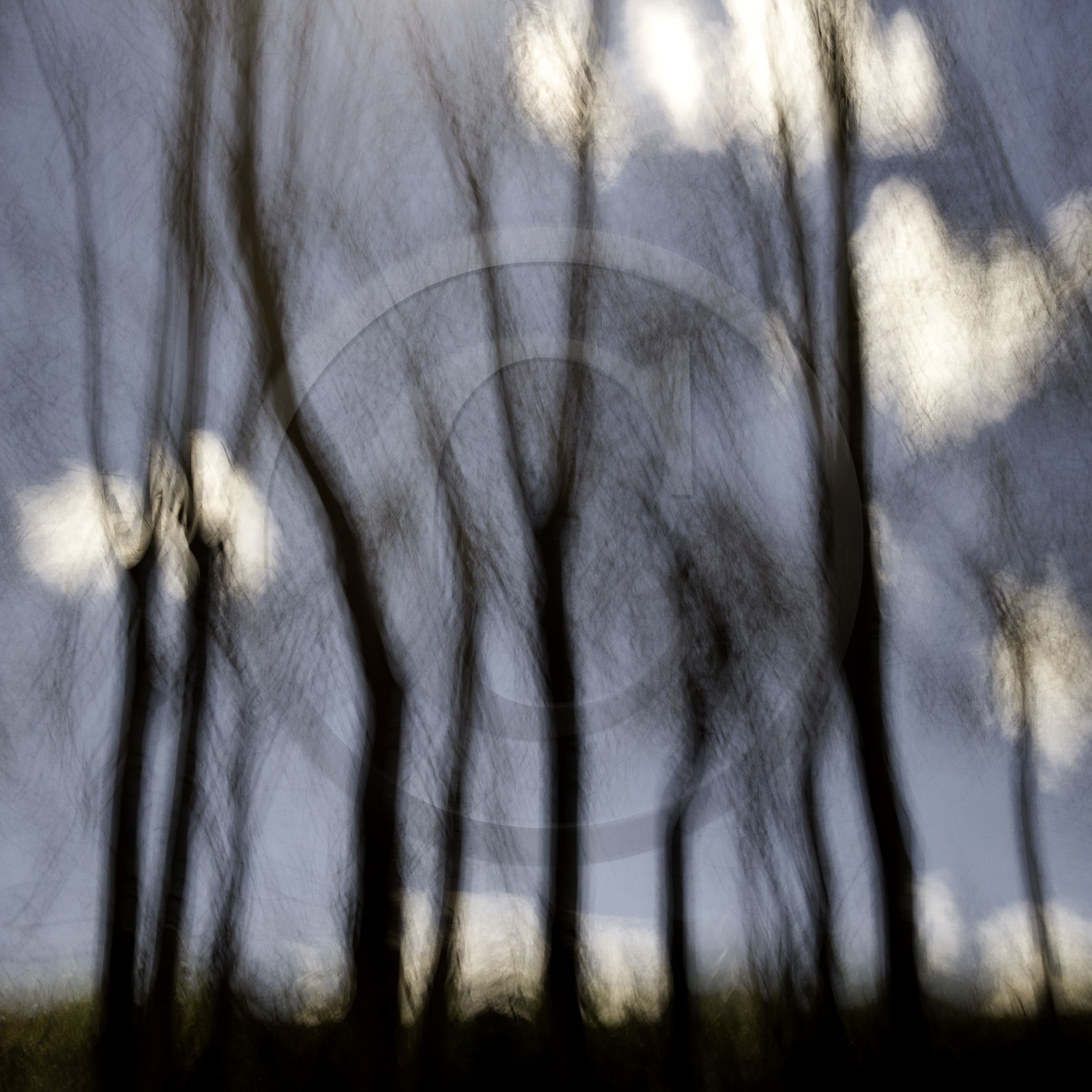 Le Pays des Arbres Flous