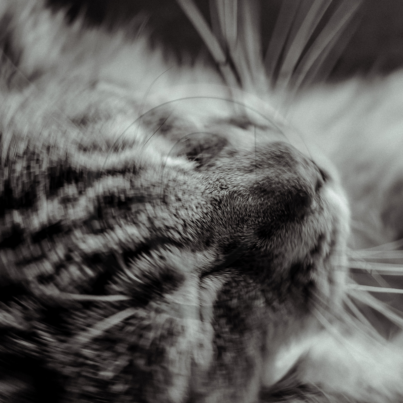Portraits de Chats