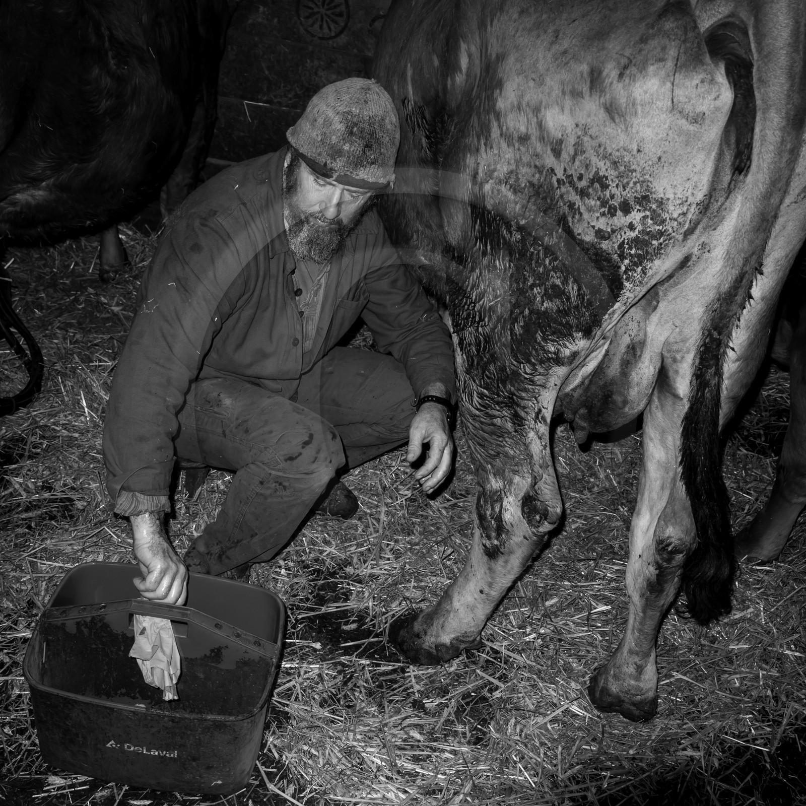 La traite des vaches