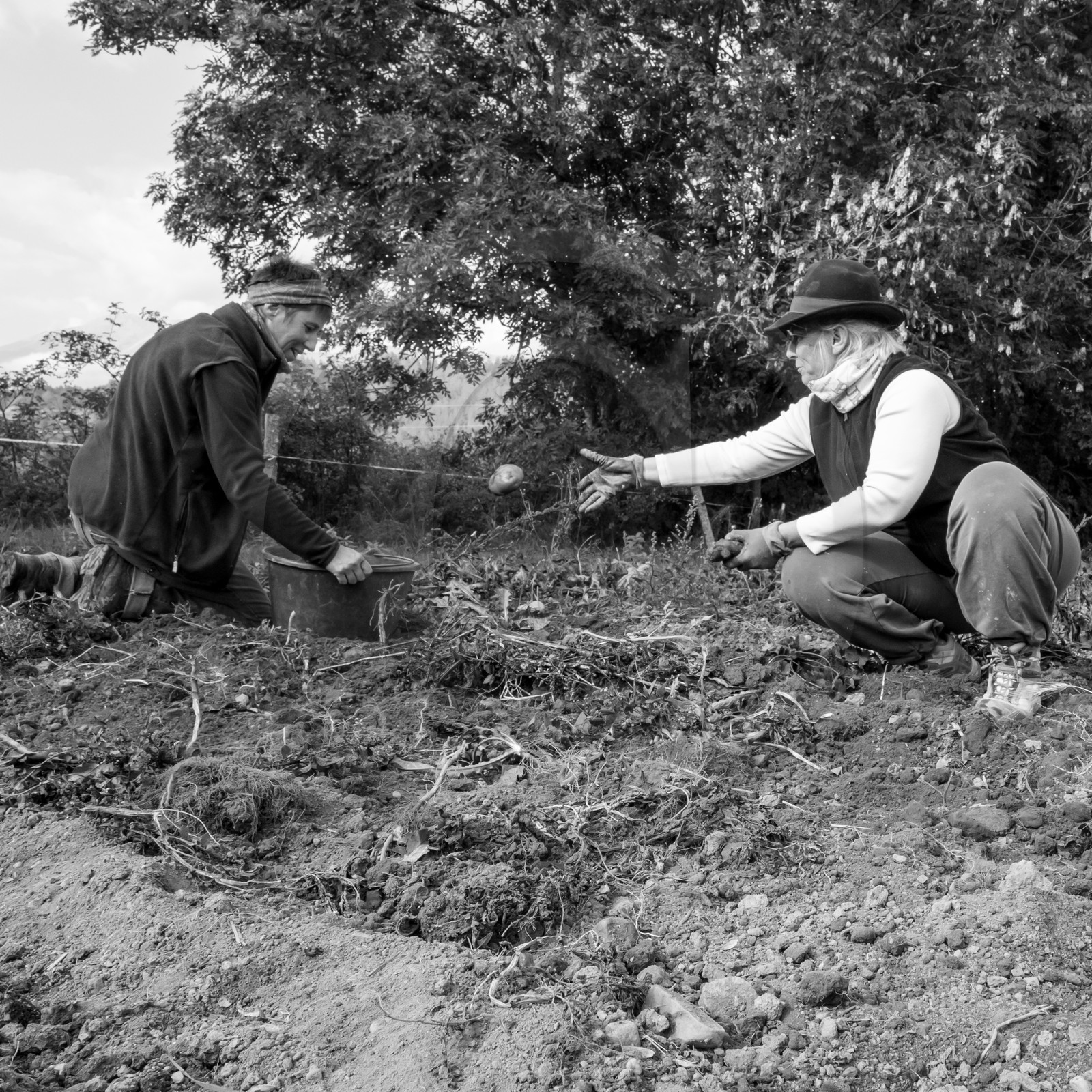La récolte des pommes de terre avec un cheval