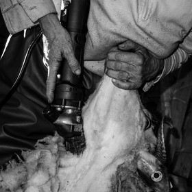 La tonte des moutons