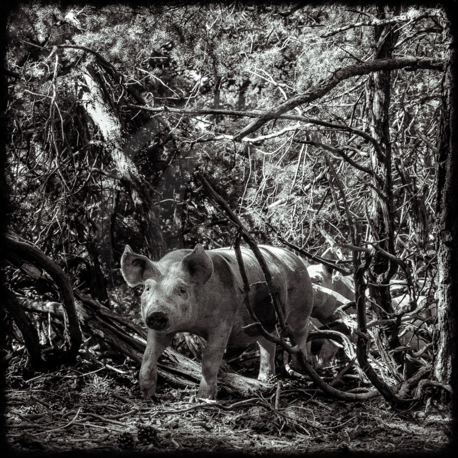 Portraits des animaux de la ferme