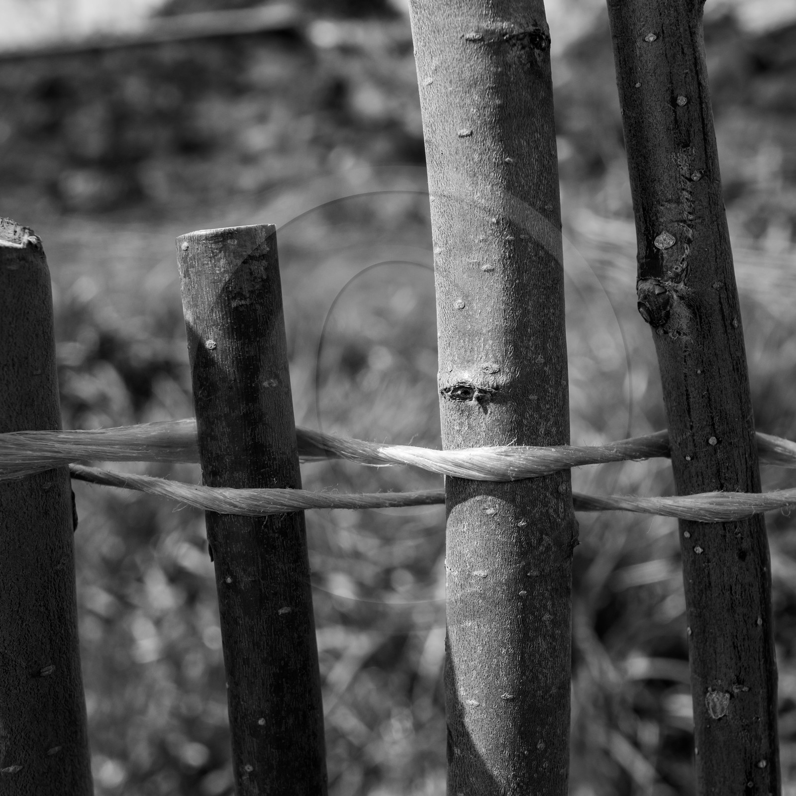 14 avril 2021 : collages, taille, jardinage