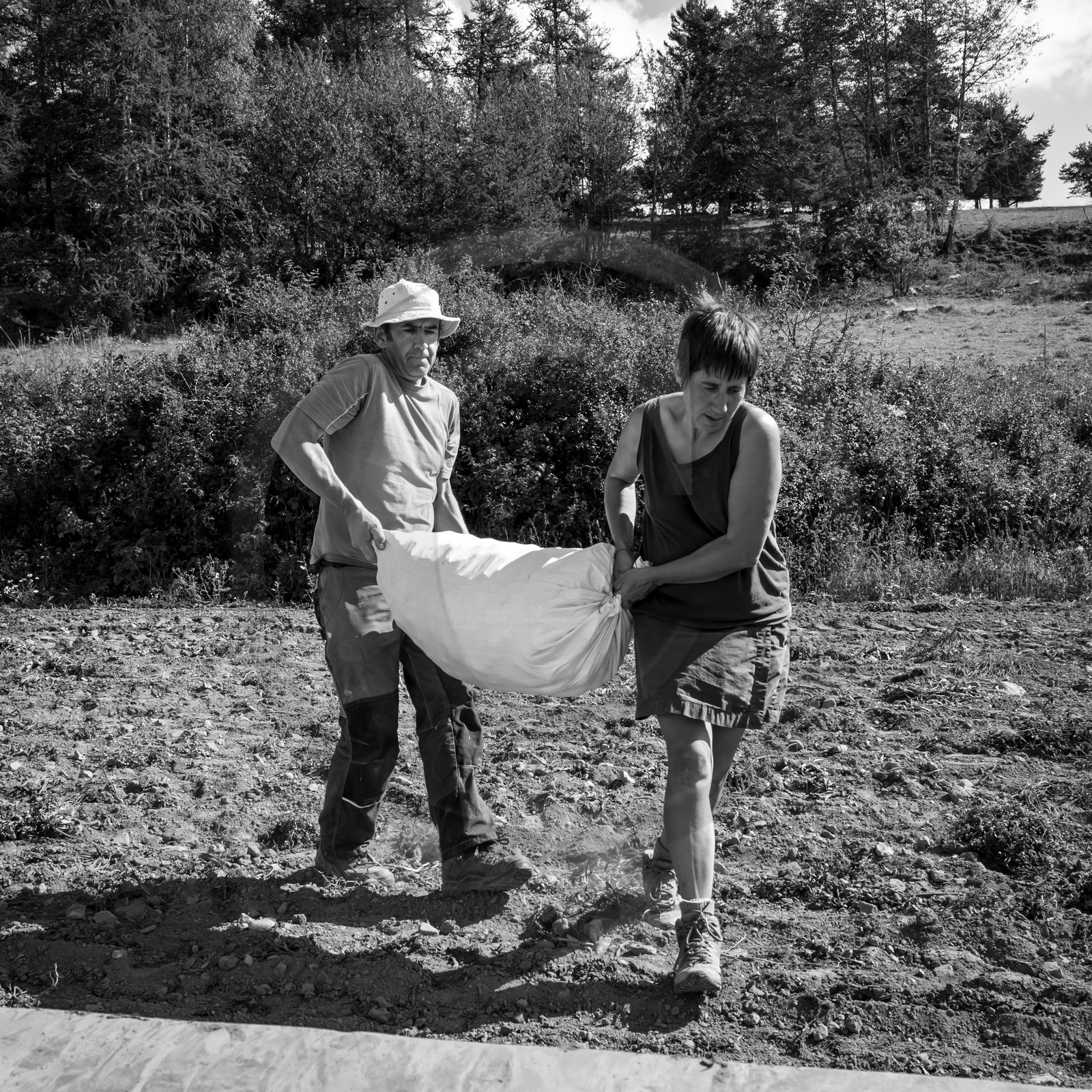 La récolte des pommes de terre