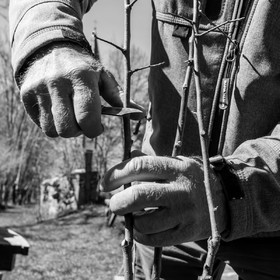 10 avril 2022 : Initiation à la greffe d'arbres fruitiers