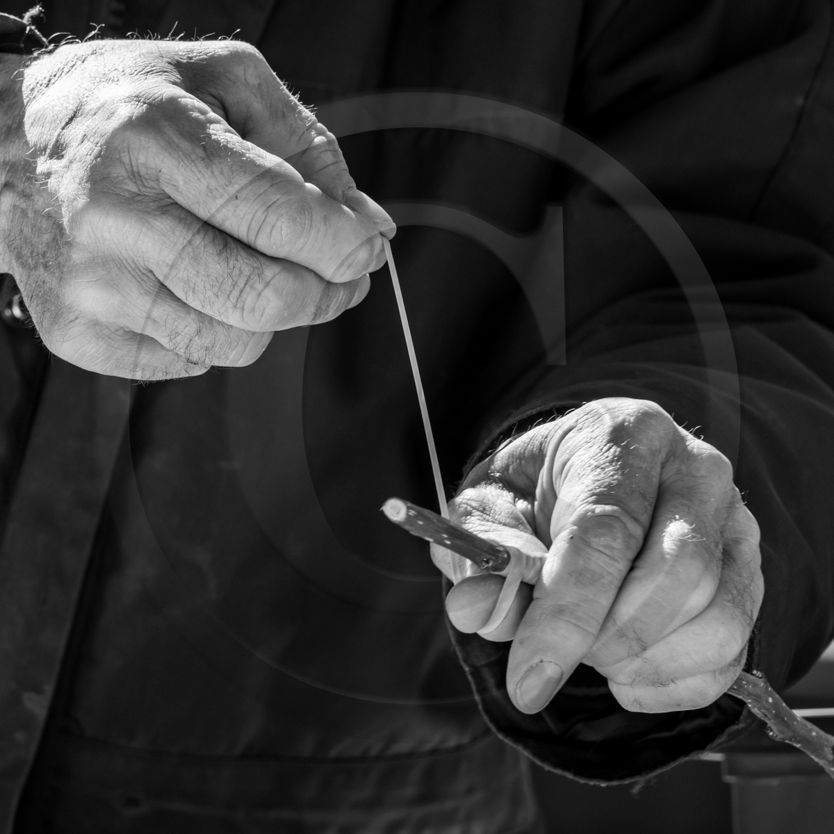 10 avril 2022 : Initiation à la greffe d'arbres fruitiers