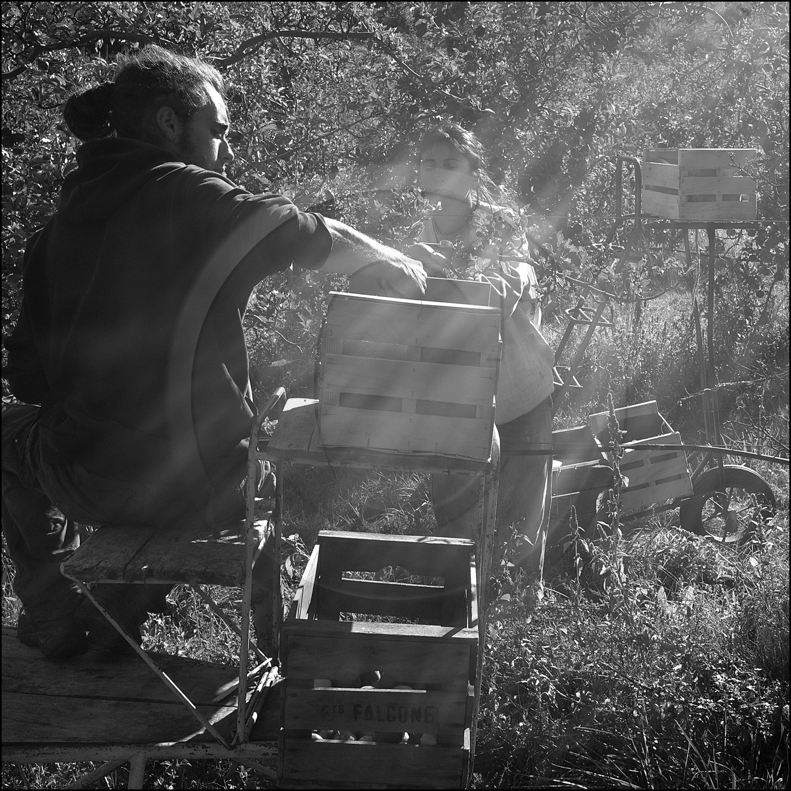 La récolte des pommes