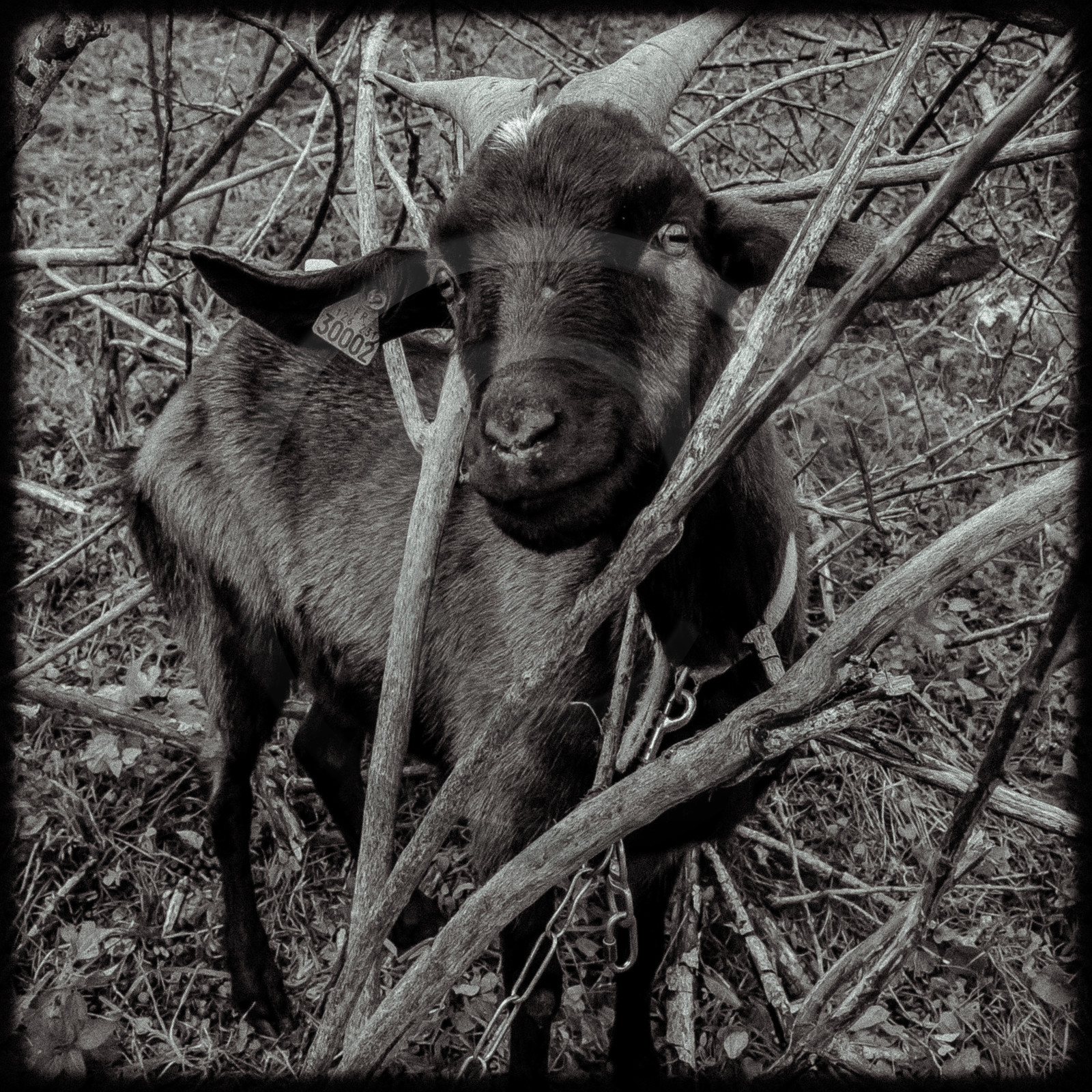 Portraits des animaux de la ferme