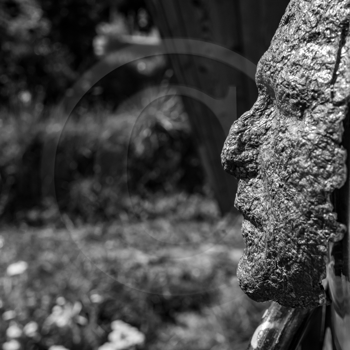 29 juin 2022 : Découverte des plantes sauvages