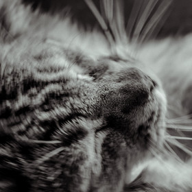 Portraits de Chats