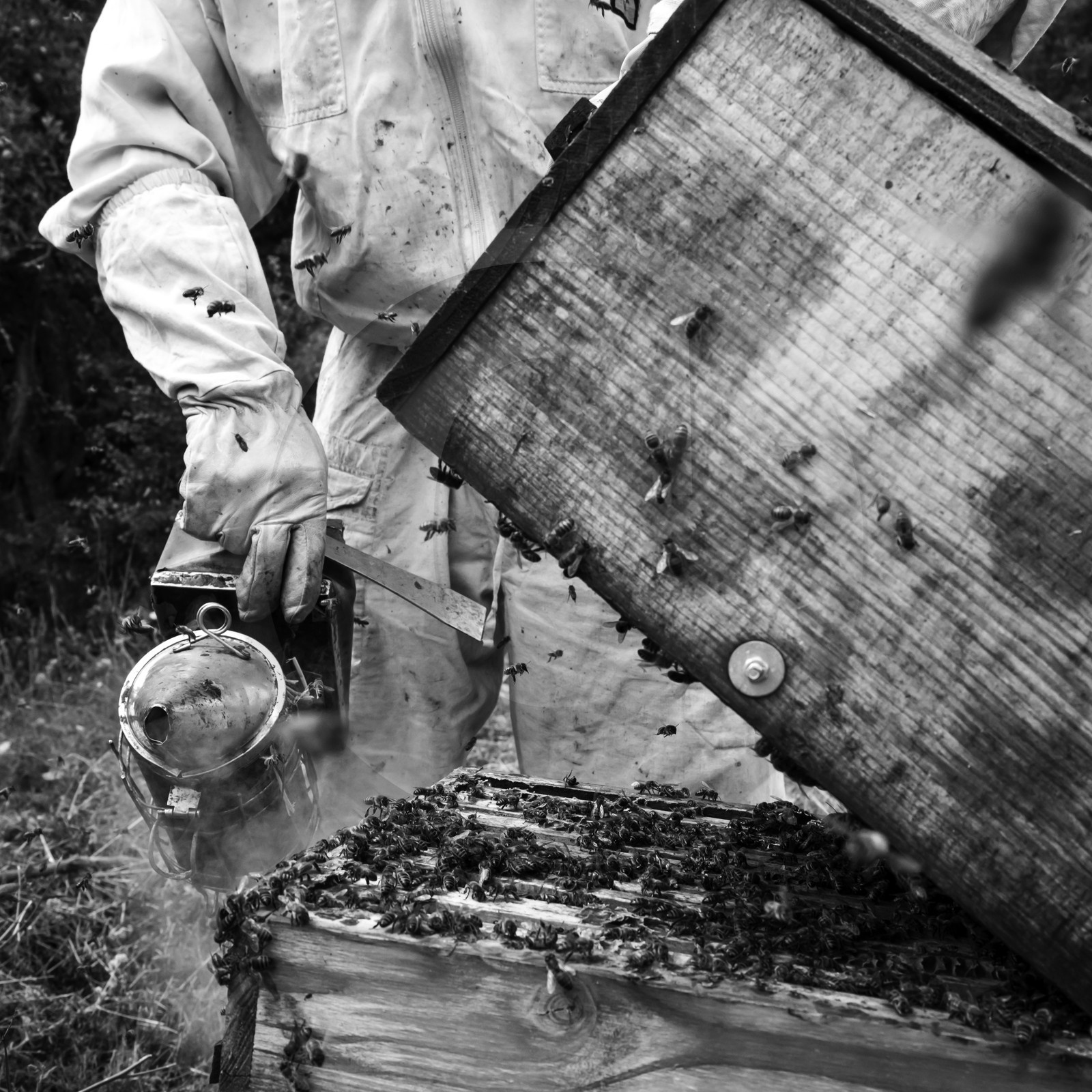 La récolte du miel
