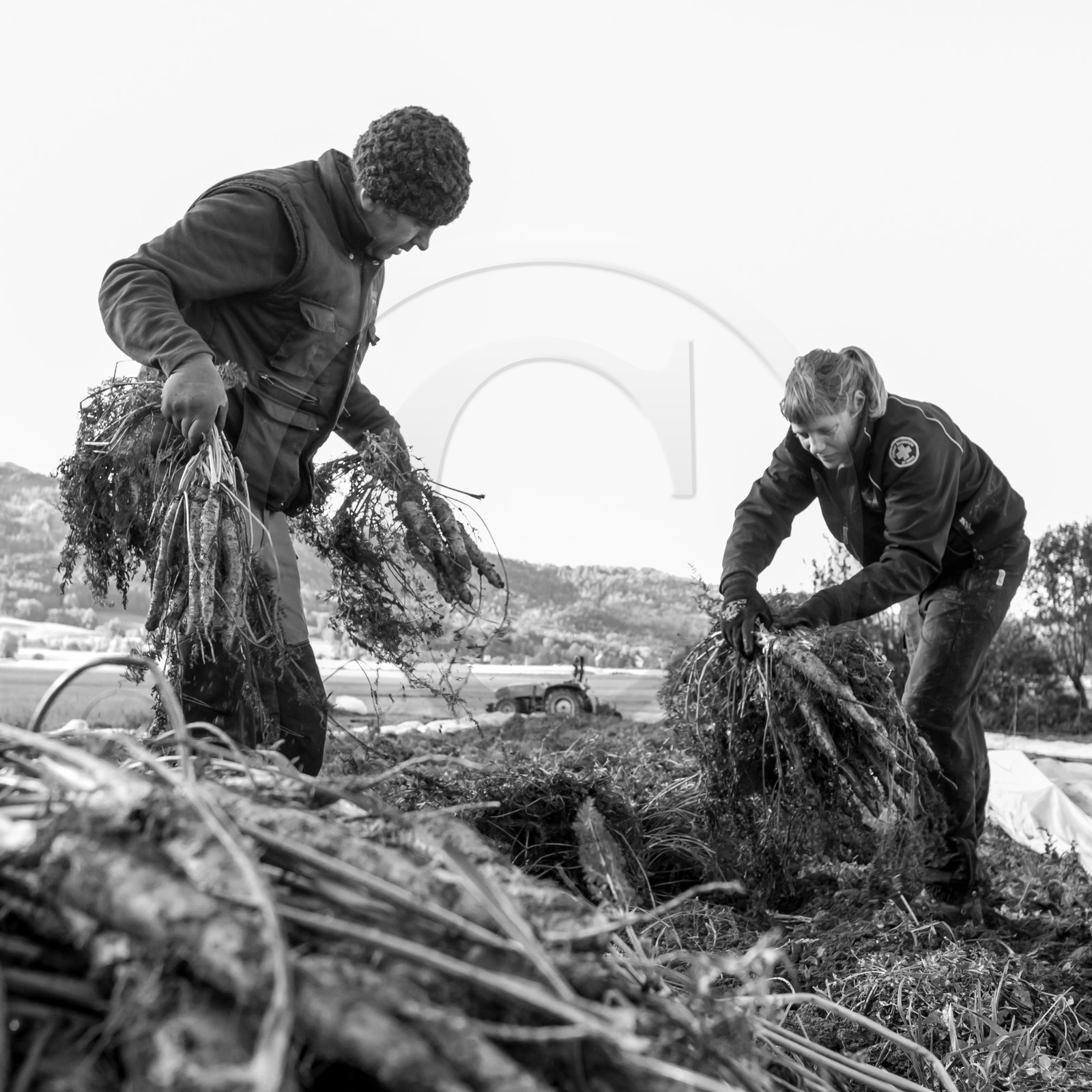 La récolte des carottes