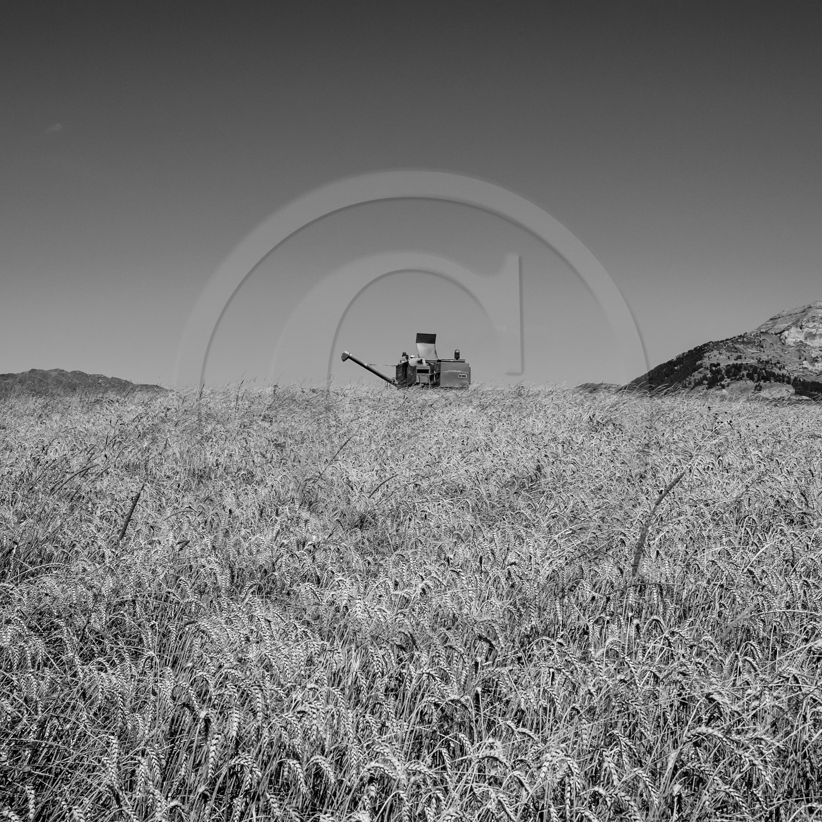 Les moissons dans le Champsaur