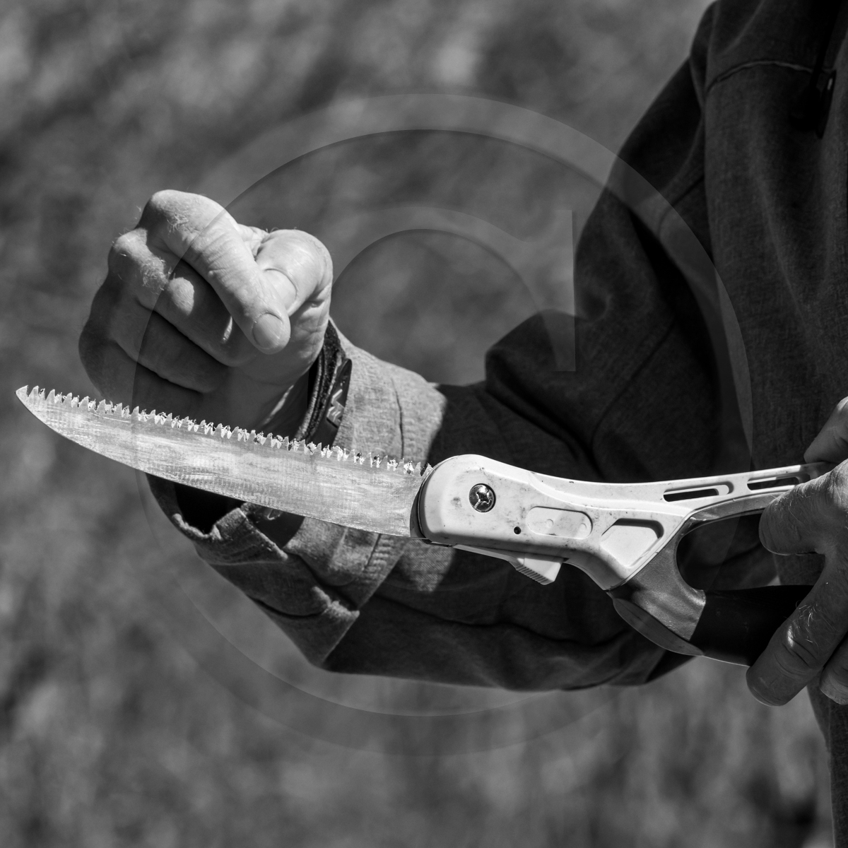 10 avril 2022 : Initiation à la greffe d'arbres fruitiers