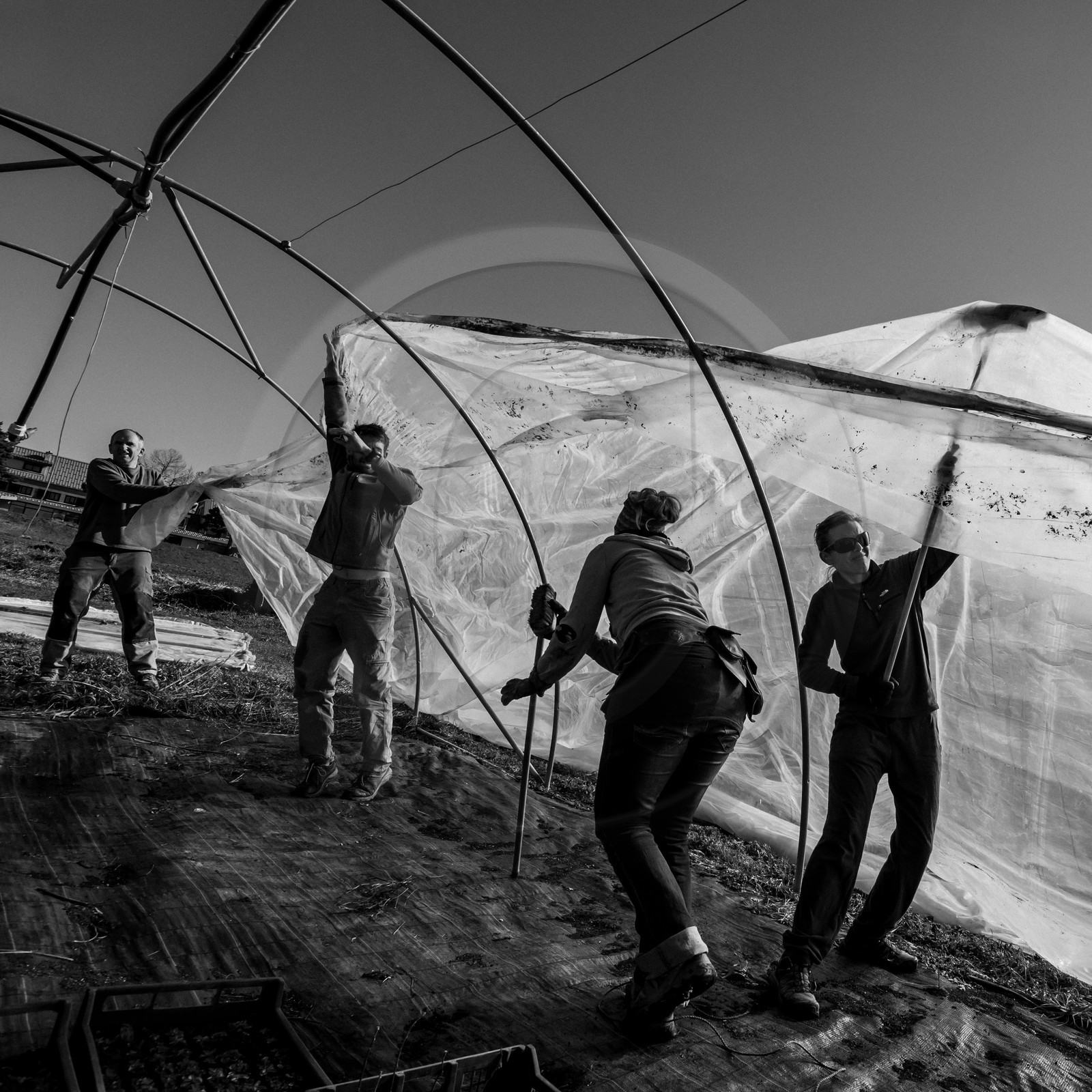 Montage de serres tunnel