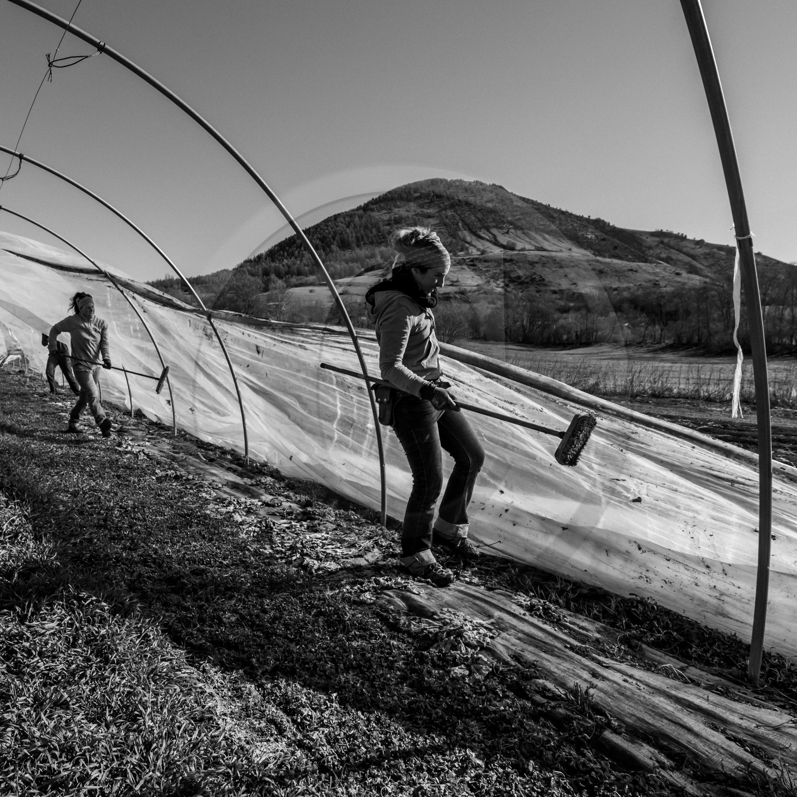Montage de serres tunnel